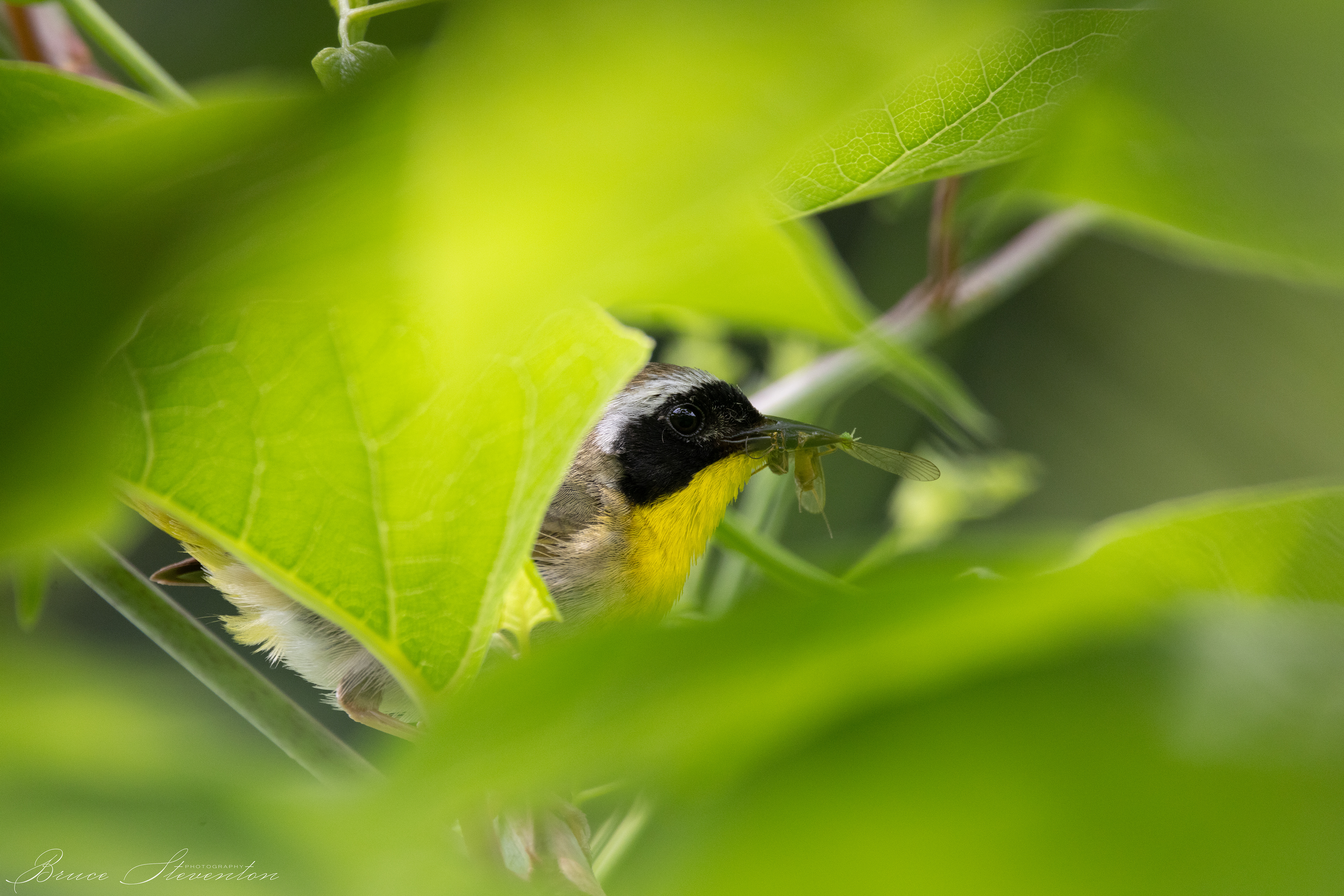 Common Yellowthroat