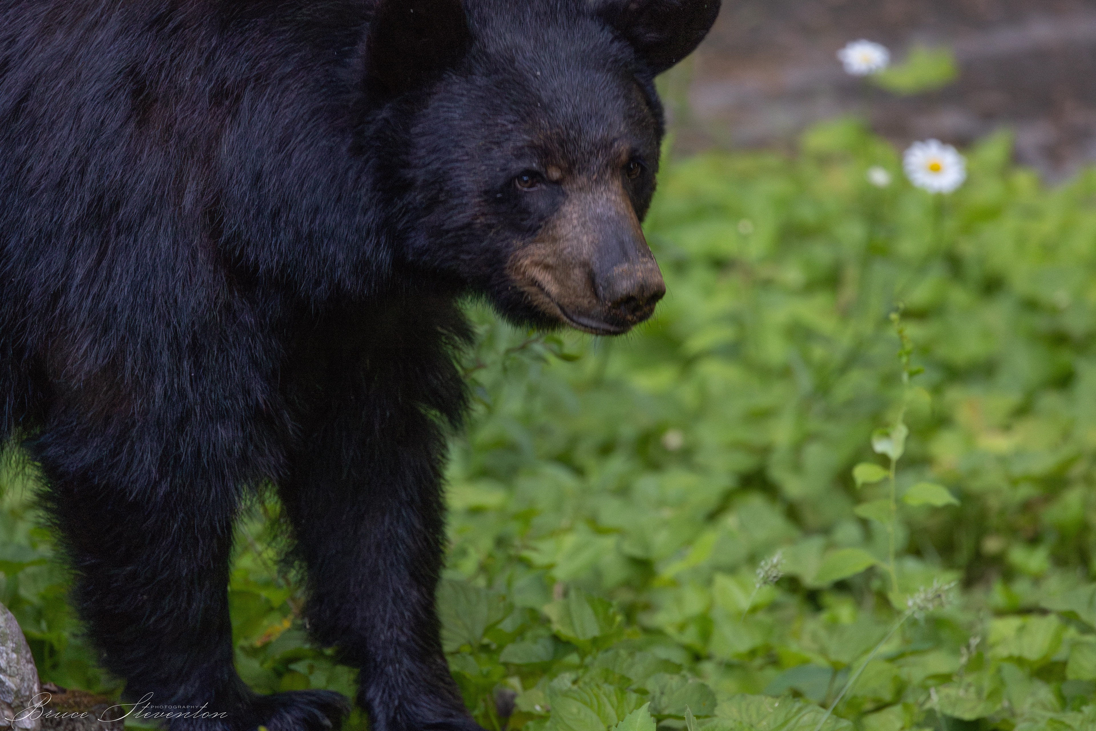 Black Bear - Bartlett Mt