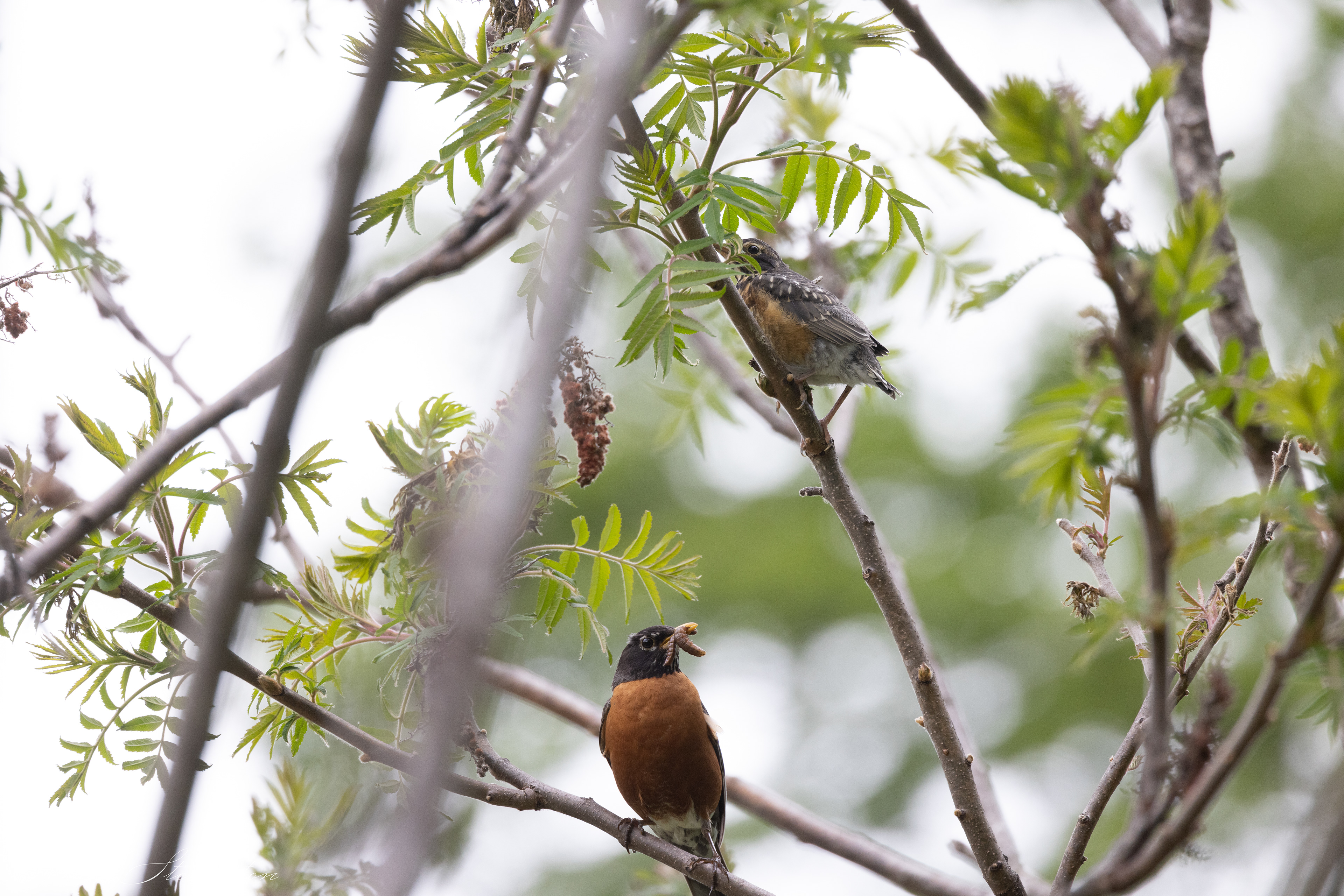American Robin