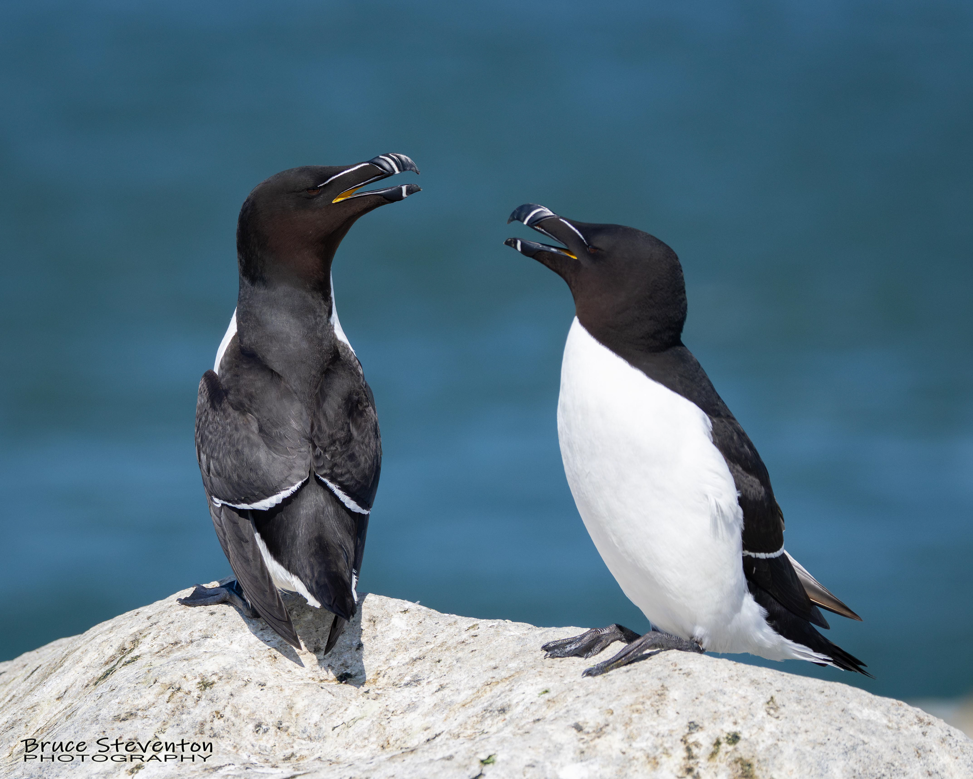 Razorbill