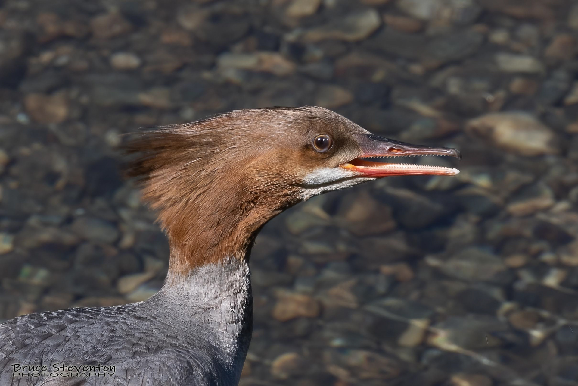 Merganser (F) - Rochester, VT
