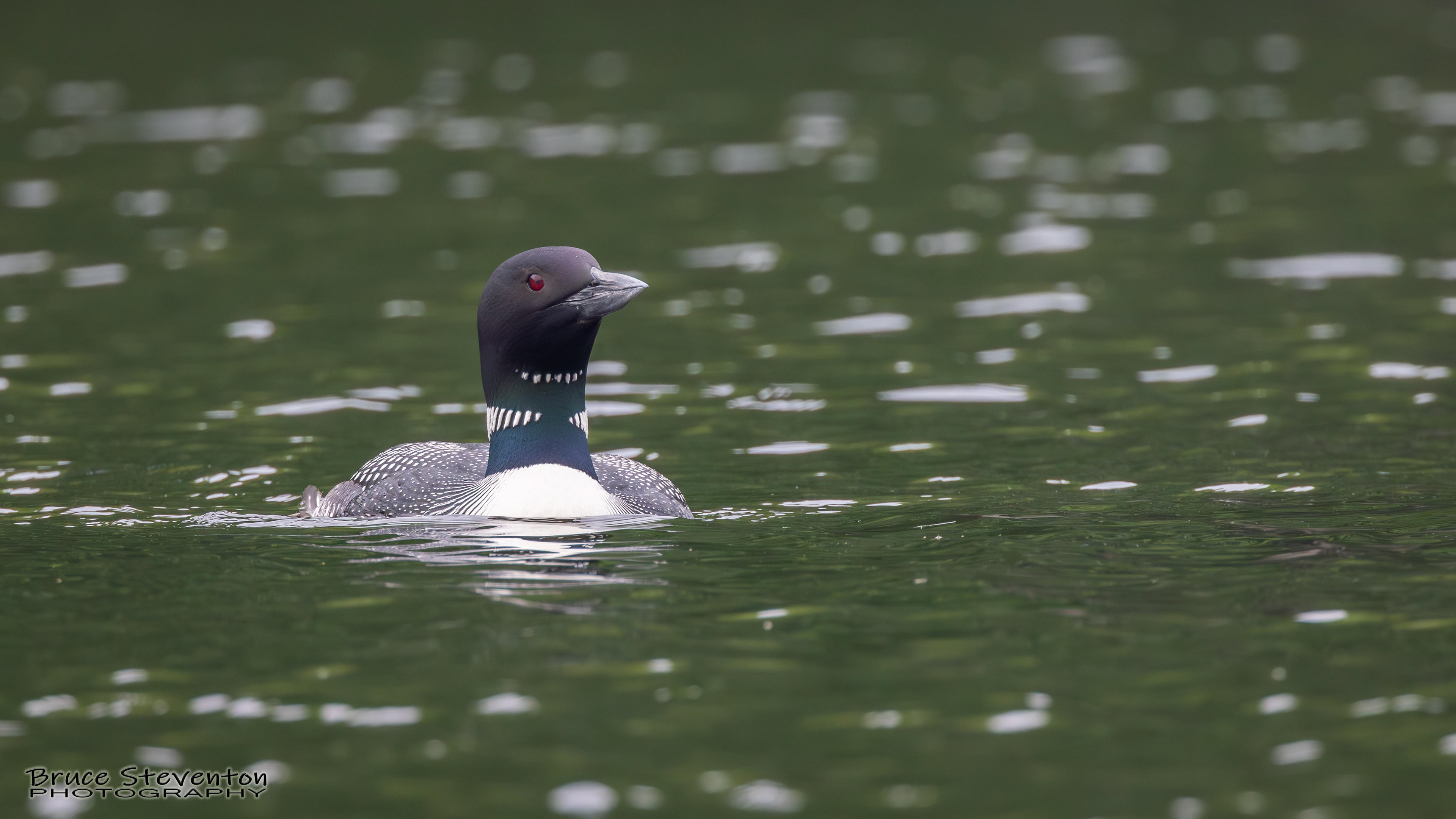 Common Loon - West Gardiner, ME