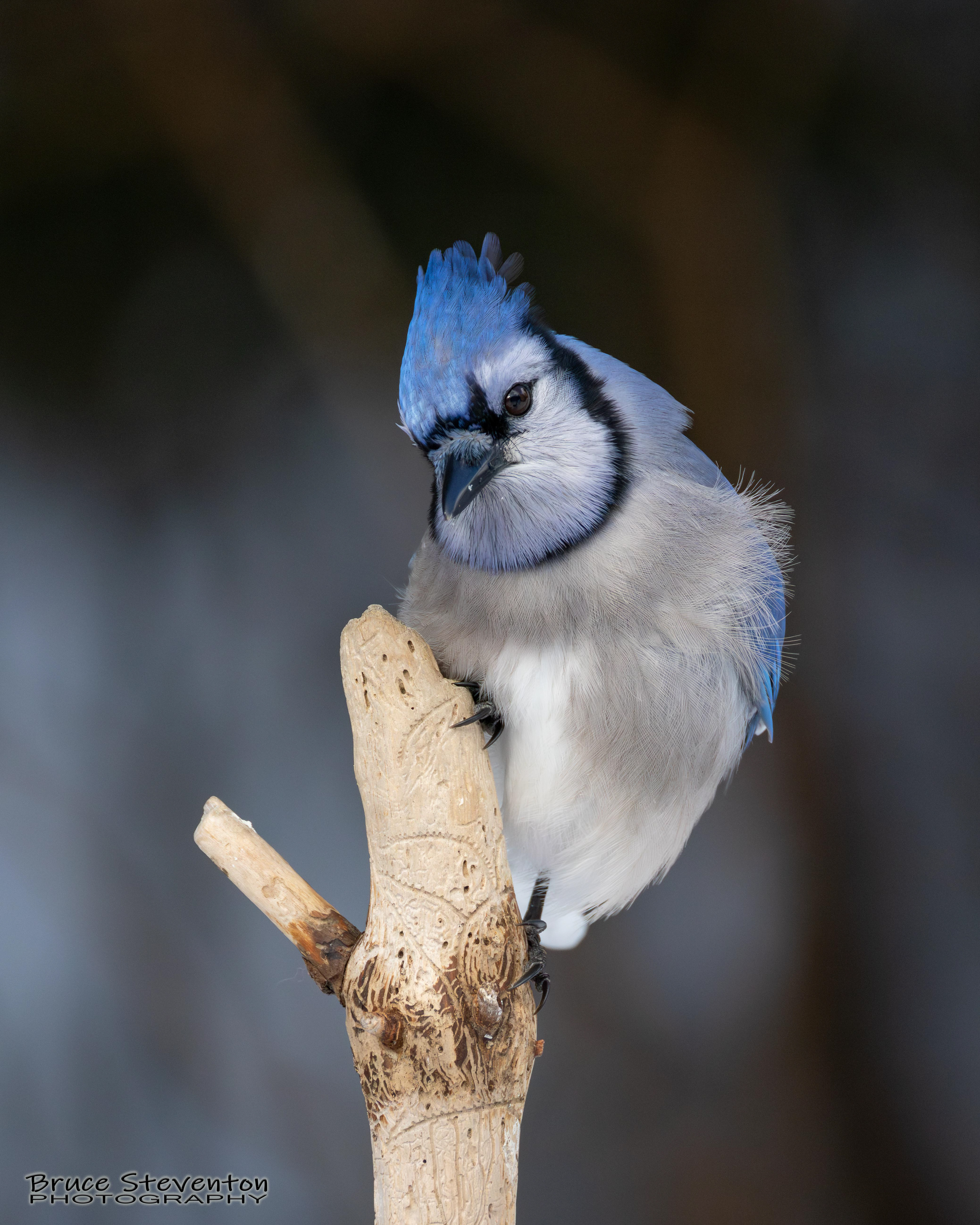 Blue Jay