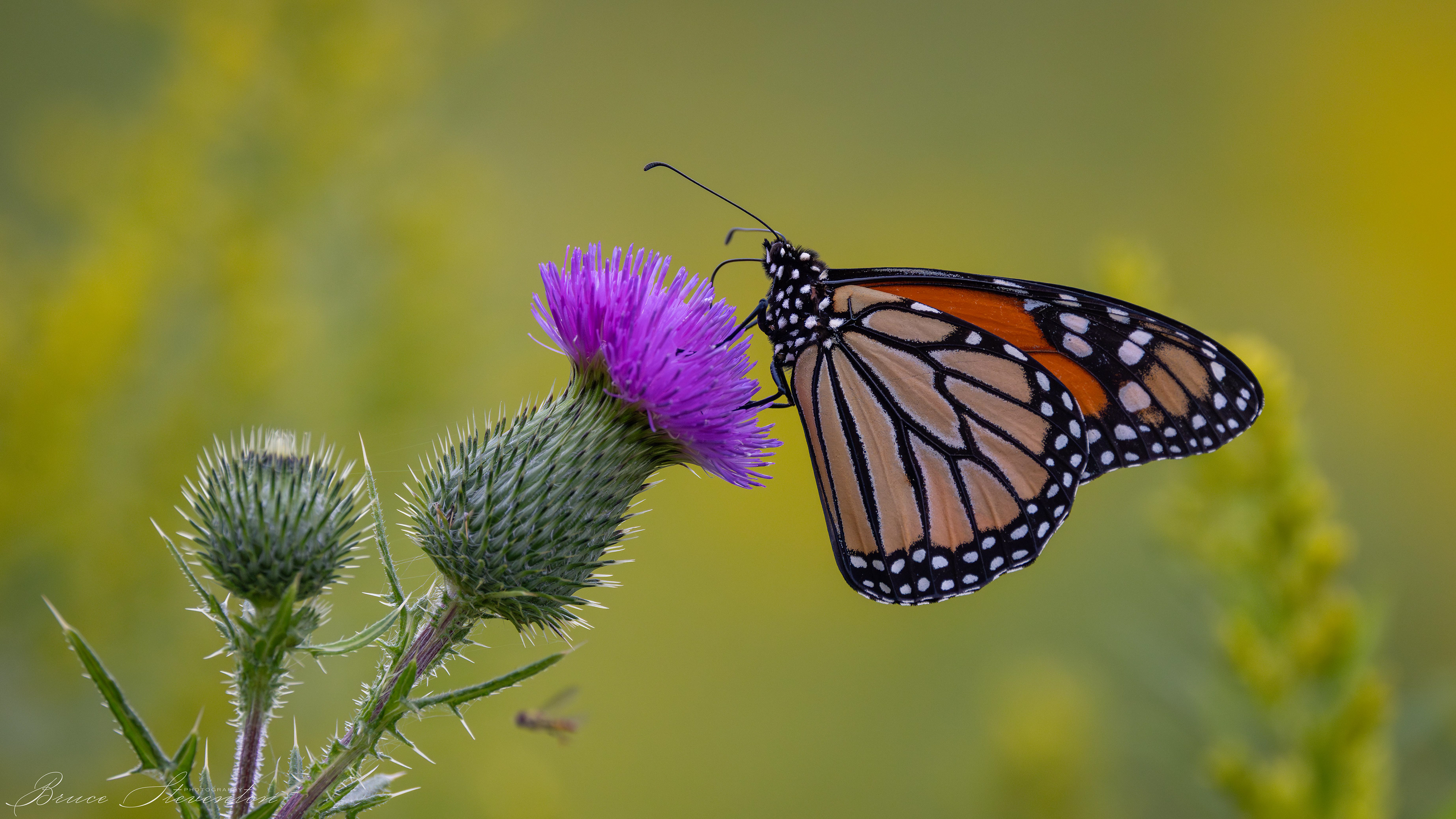 Monarch on Thistle