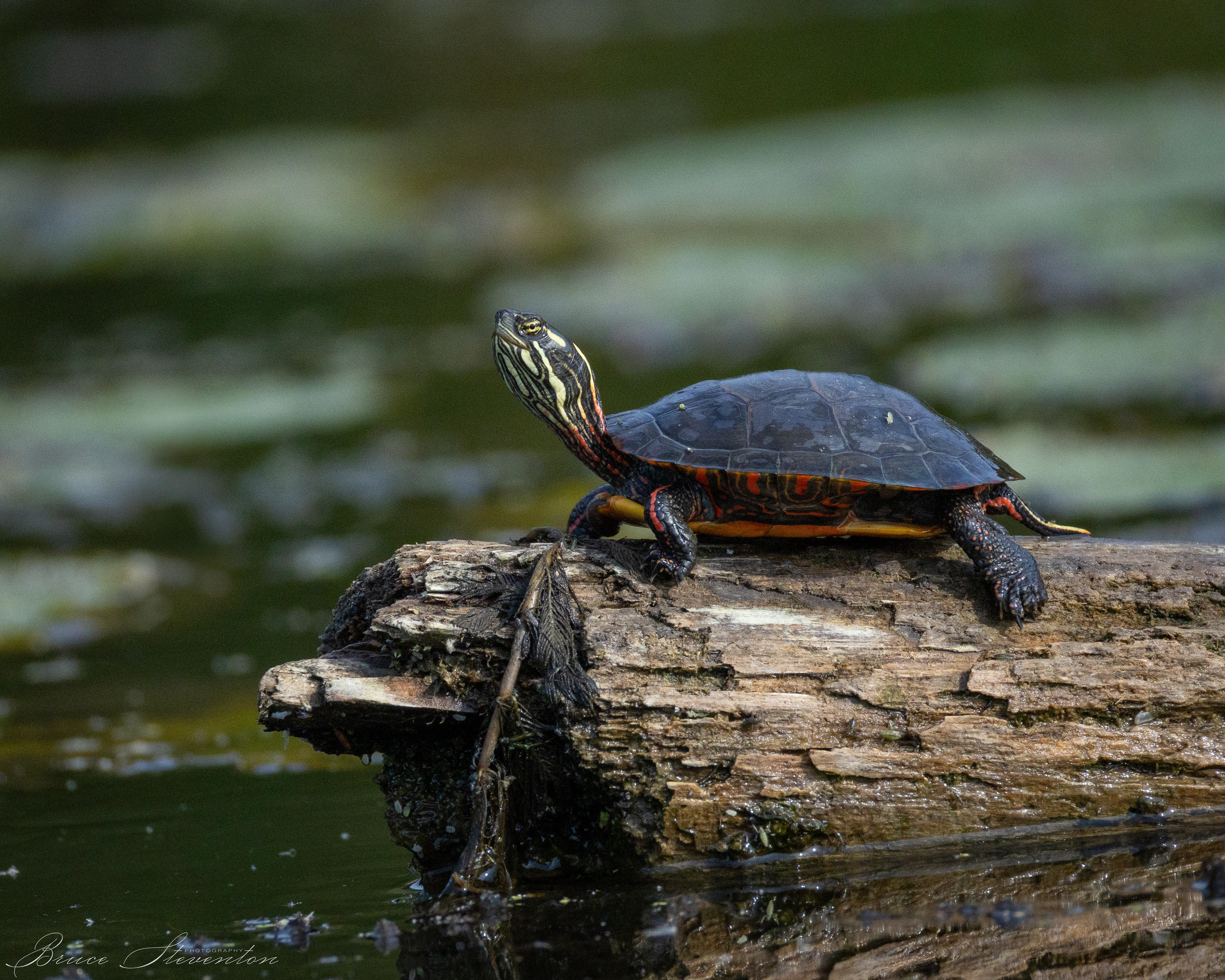 Painted Turtle
