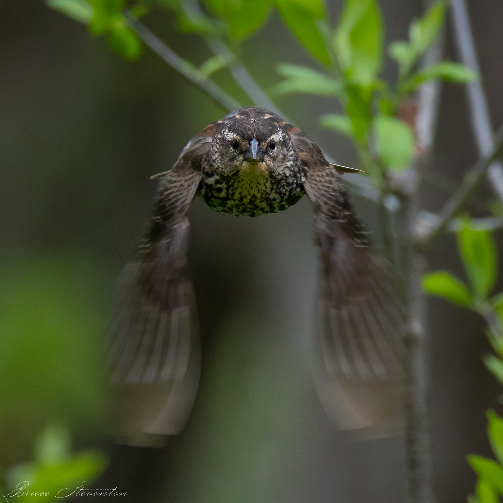 Red-winged Blackbird (F)