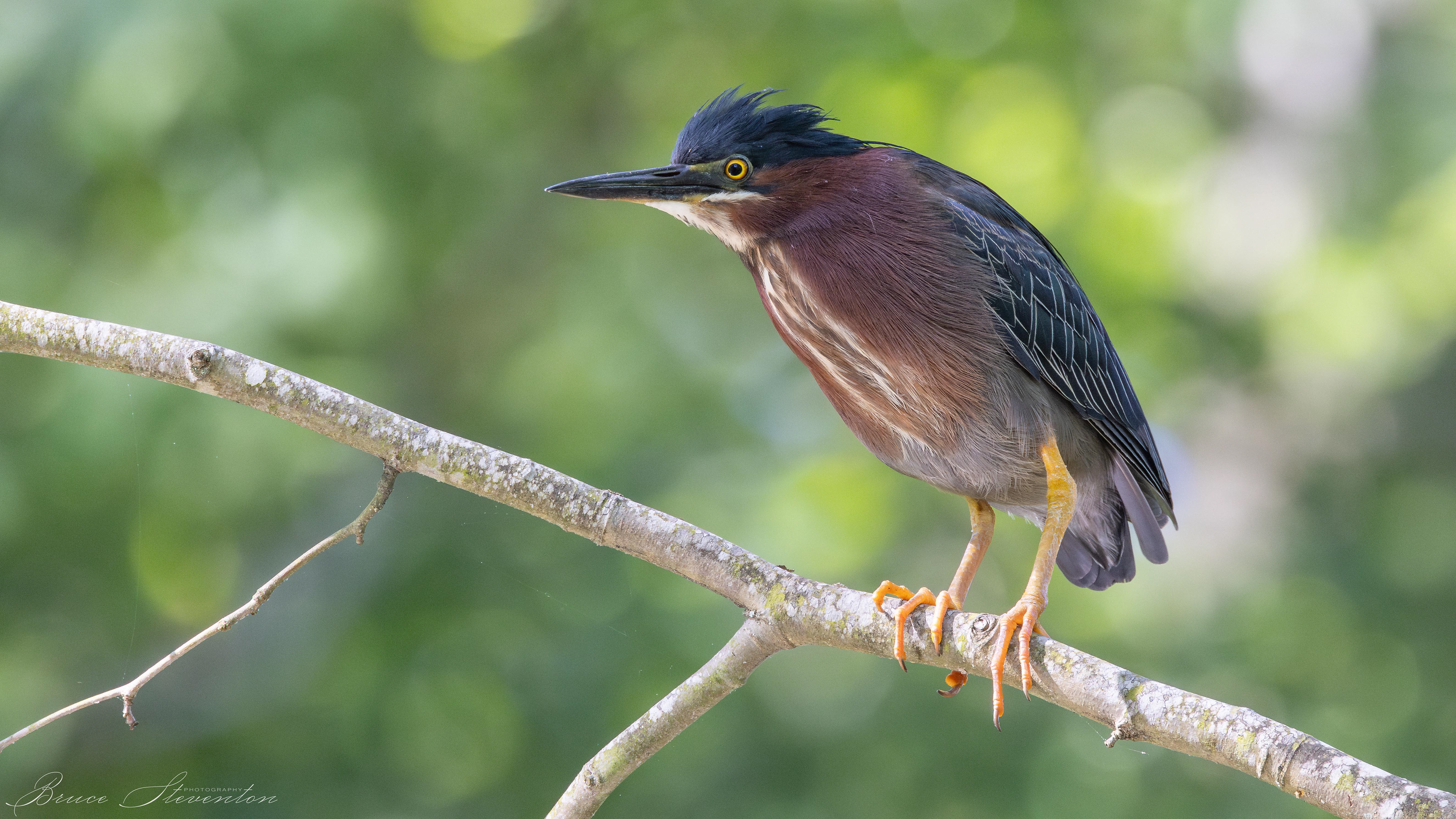 Green Heron - Charles D Owen Park