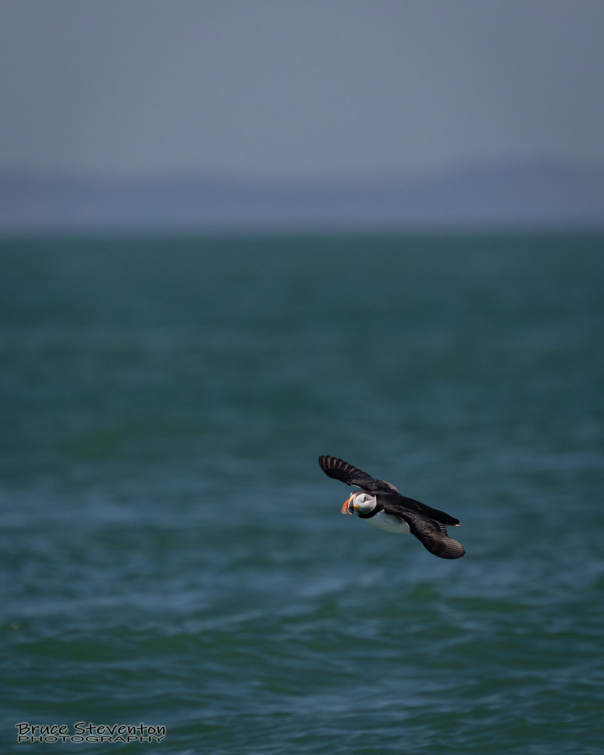 Atlantic Puffin