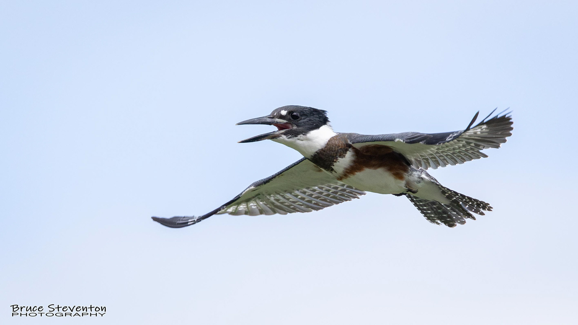 Belted Kingfisher