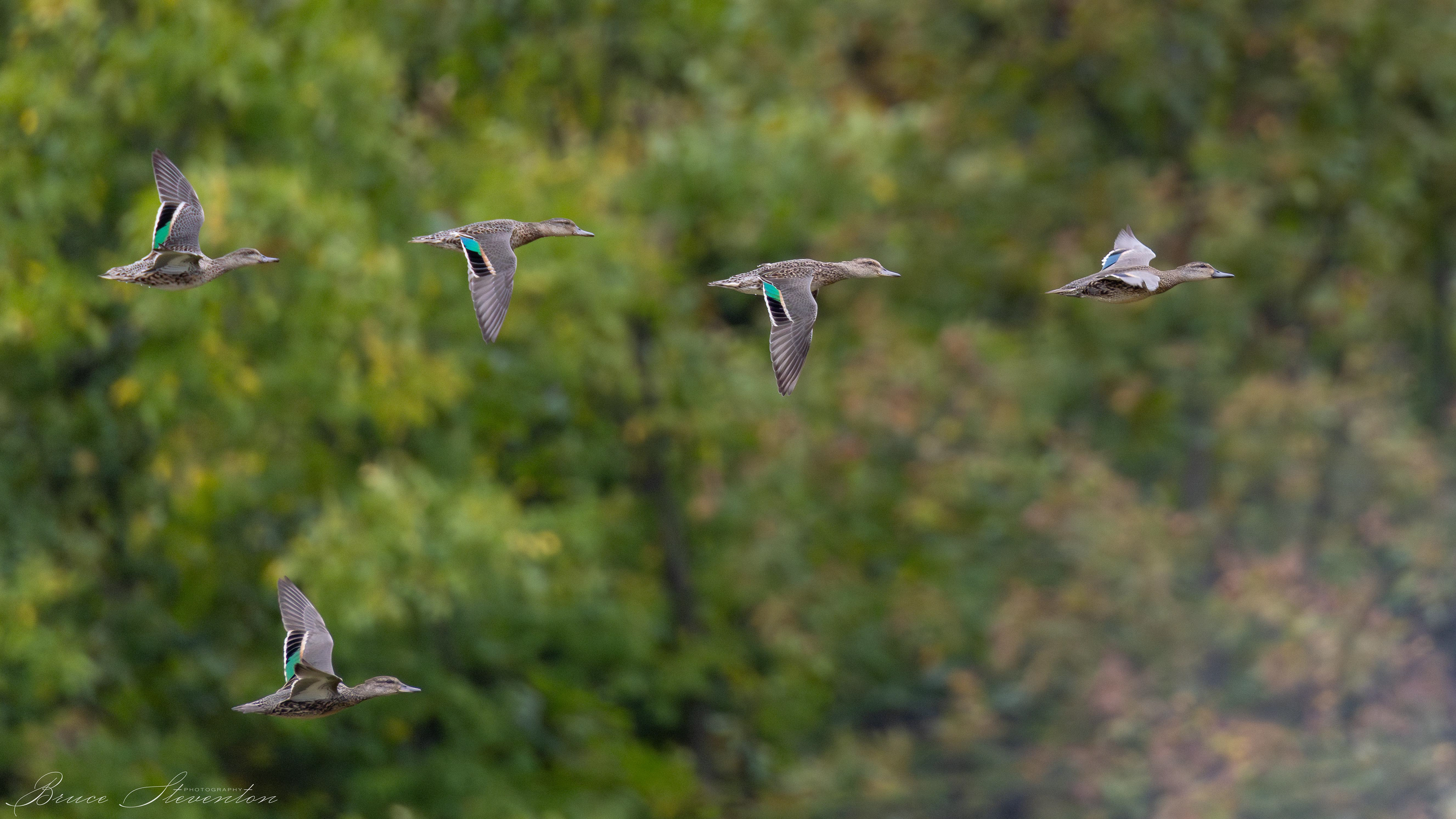 Green-winged Teal