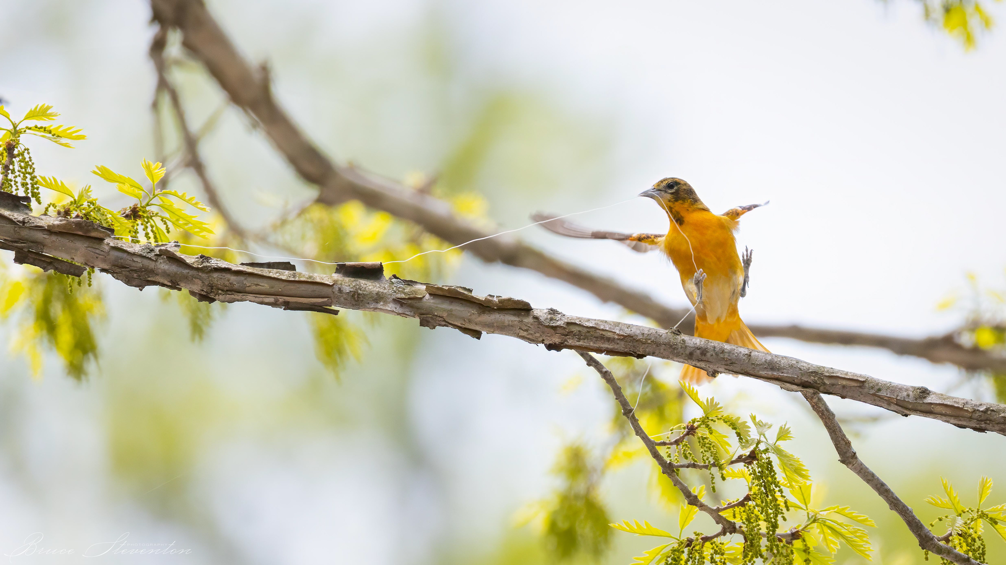 Baltimore Oriole w/fishing line