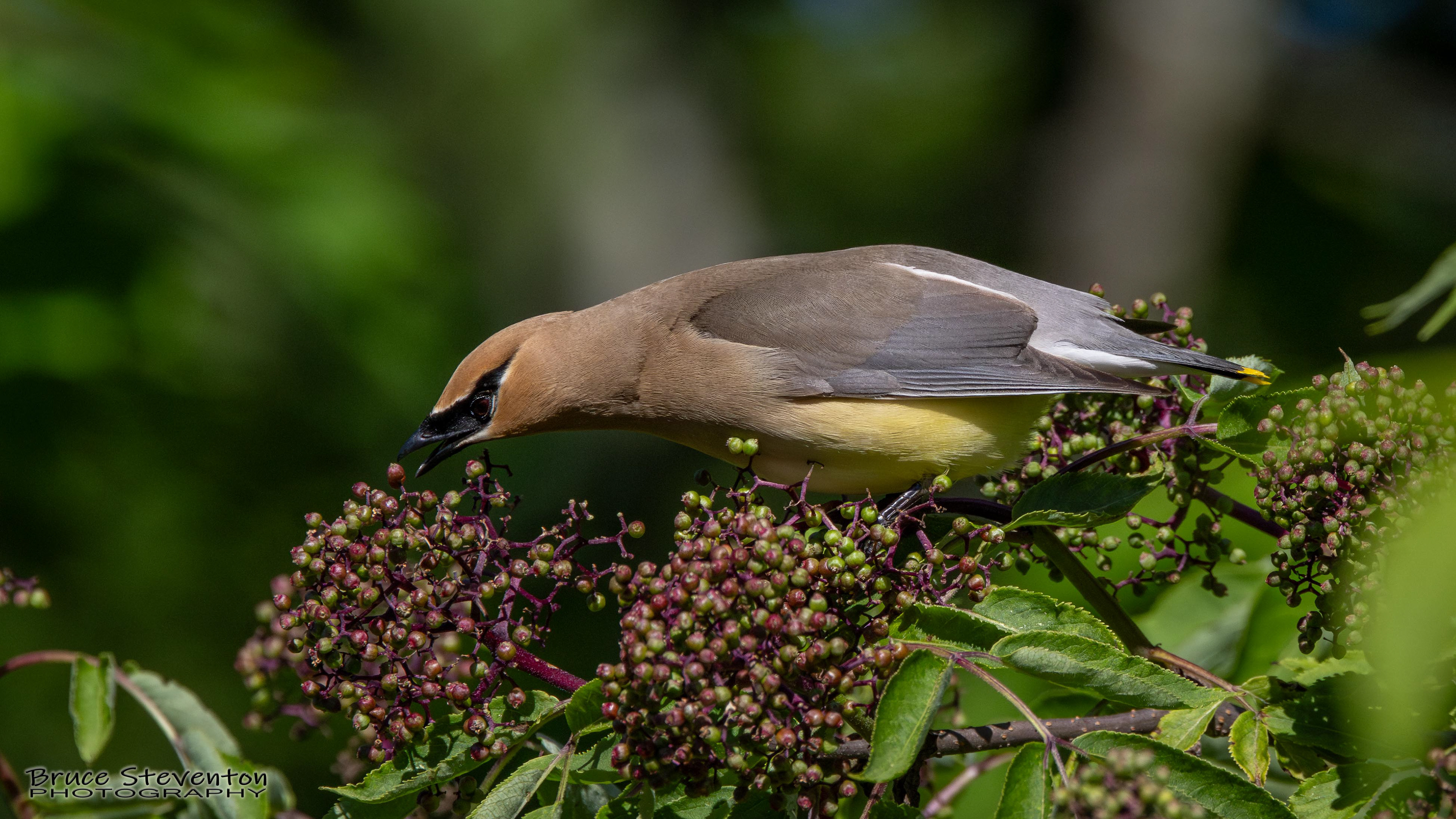 Cedar Waxwing