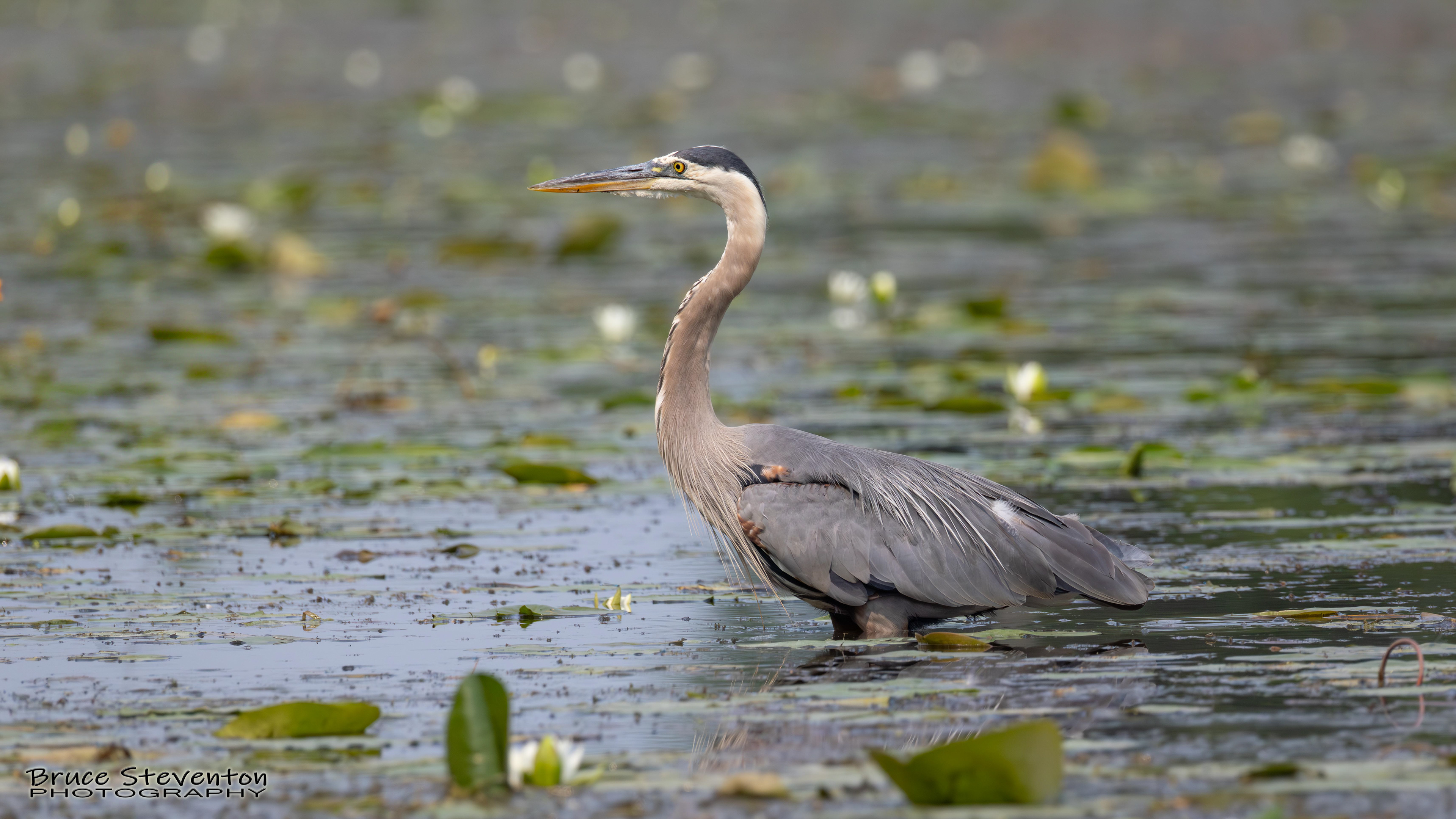 Great Blue Heron
