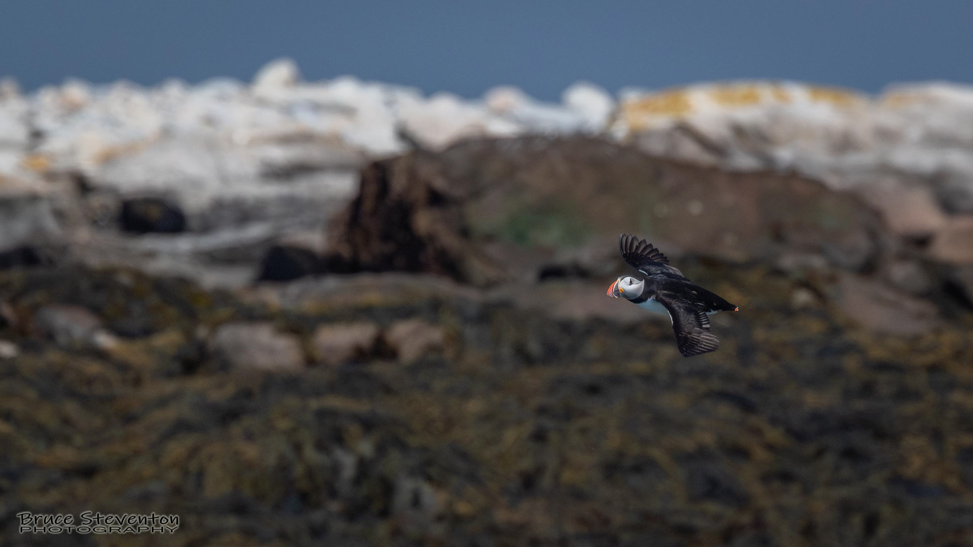 Atlantic Puffin