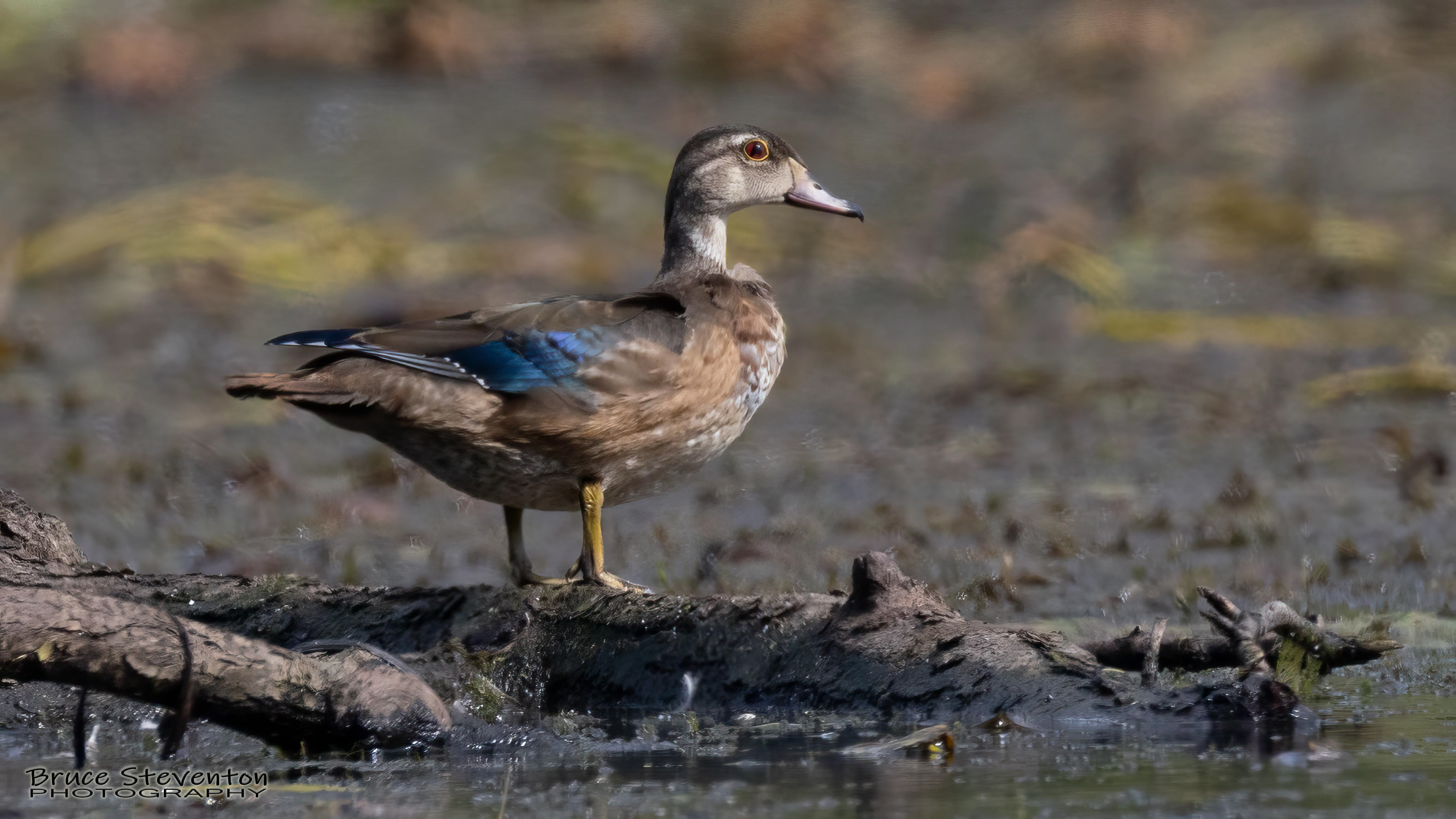 Wood Duck - Shoreham, VT