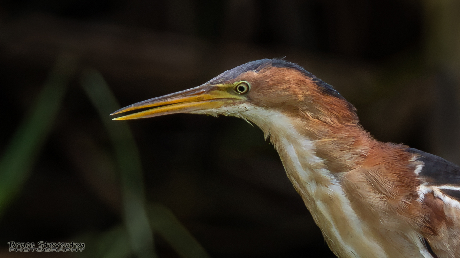 Least Bittern