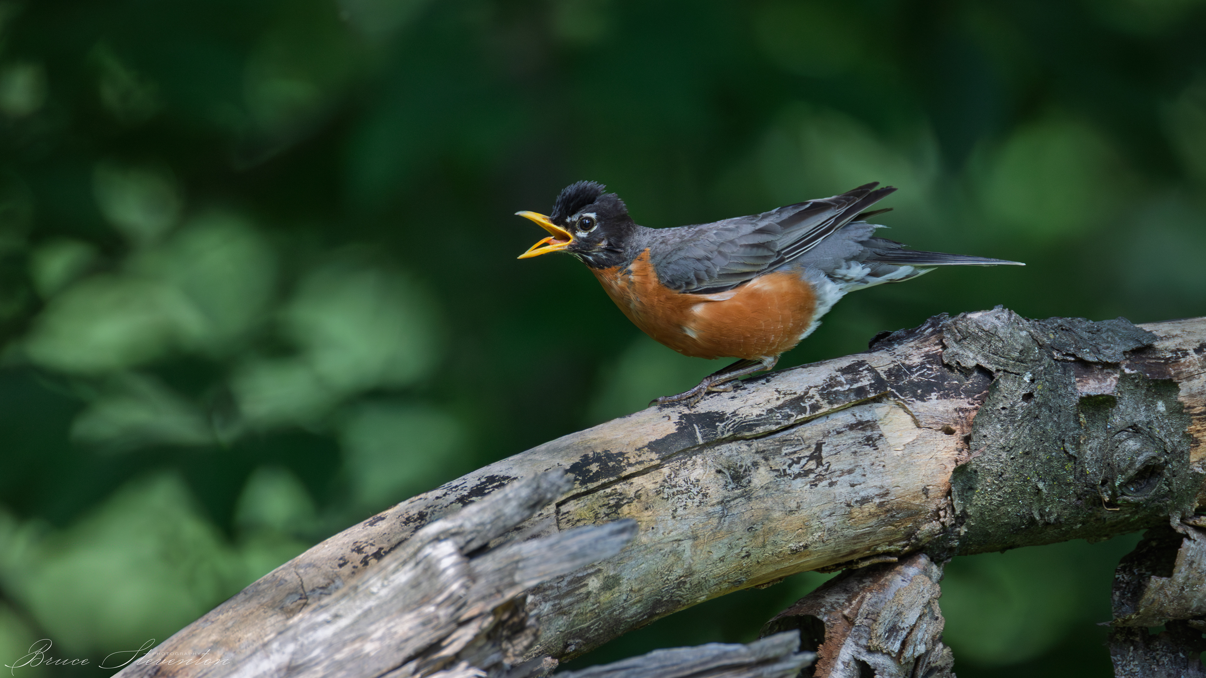 American Robin