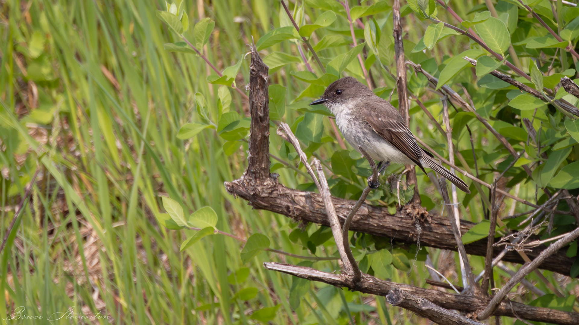 Eastern Phoebe