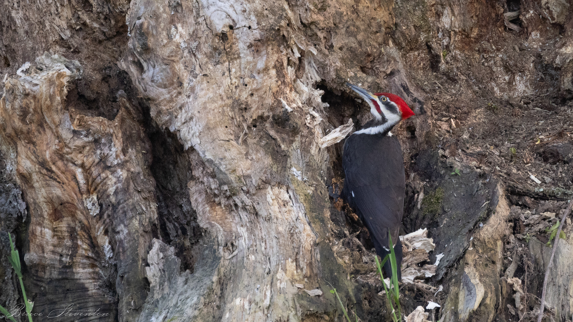 Pileated Woodpecker