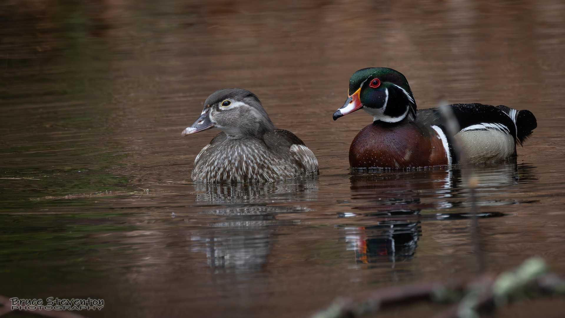 Wood Duck, Rochester, VT