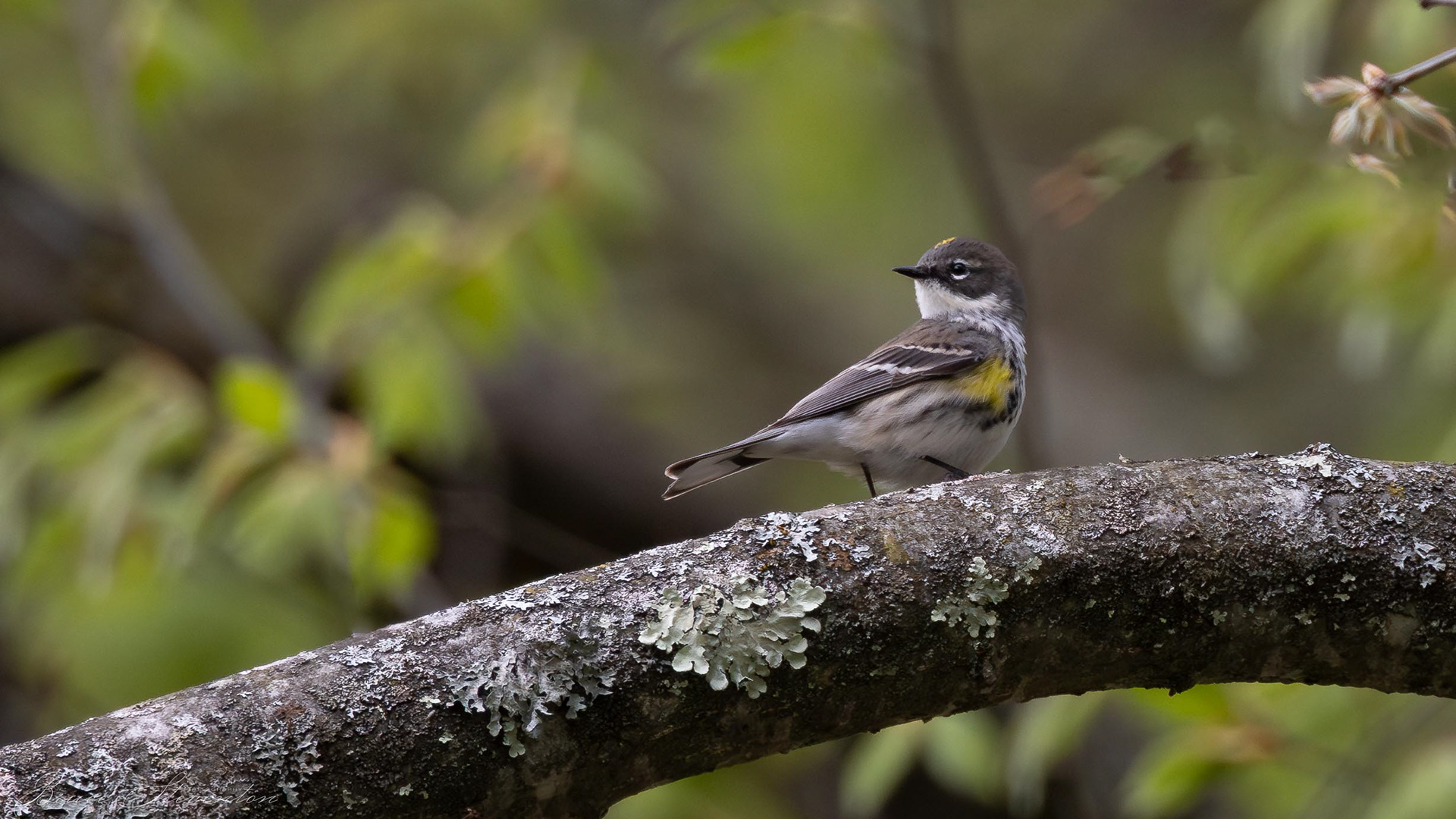 Yellow-rumped Warbler