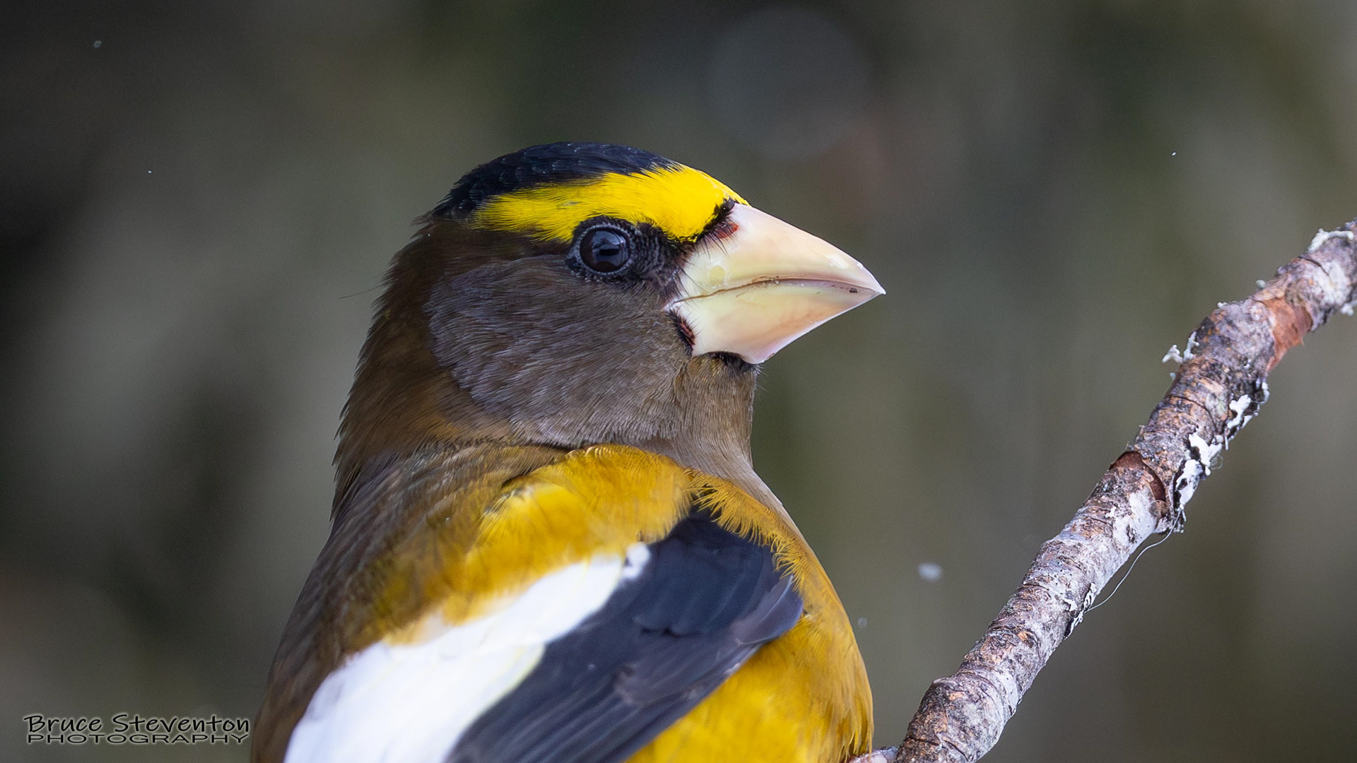 Evening Grosbeak