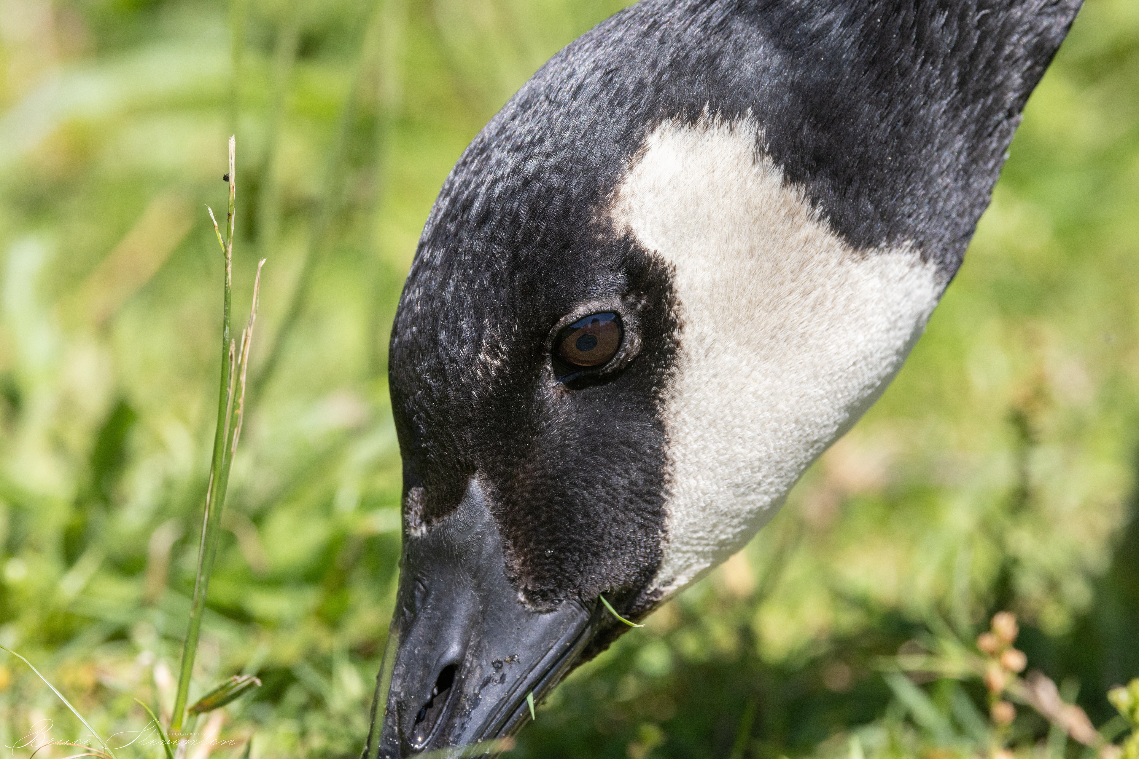 Canada Goose- Lake Tomahawk