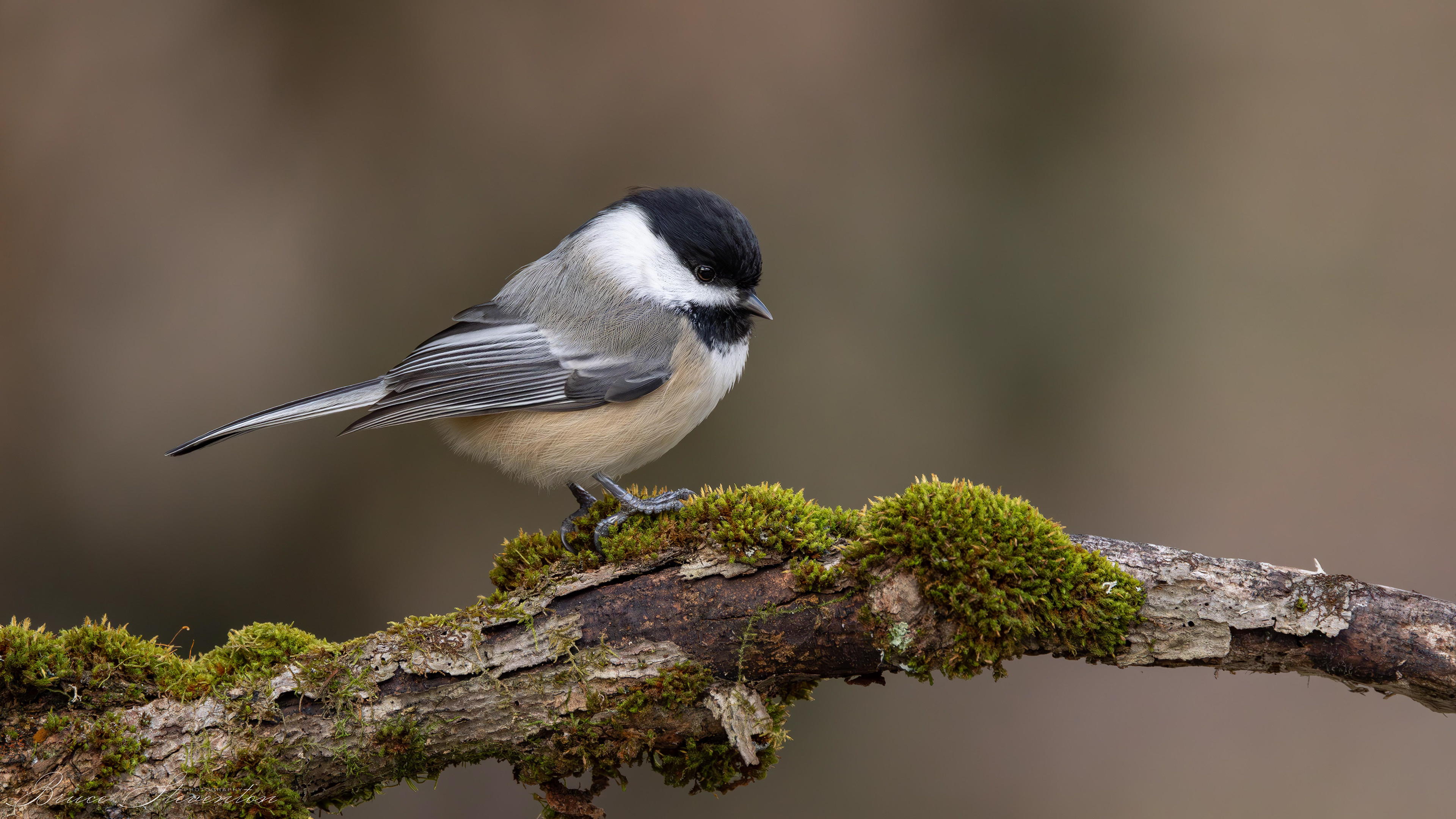 Black-capped Chickadee