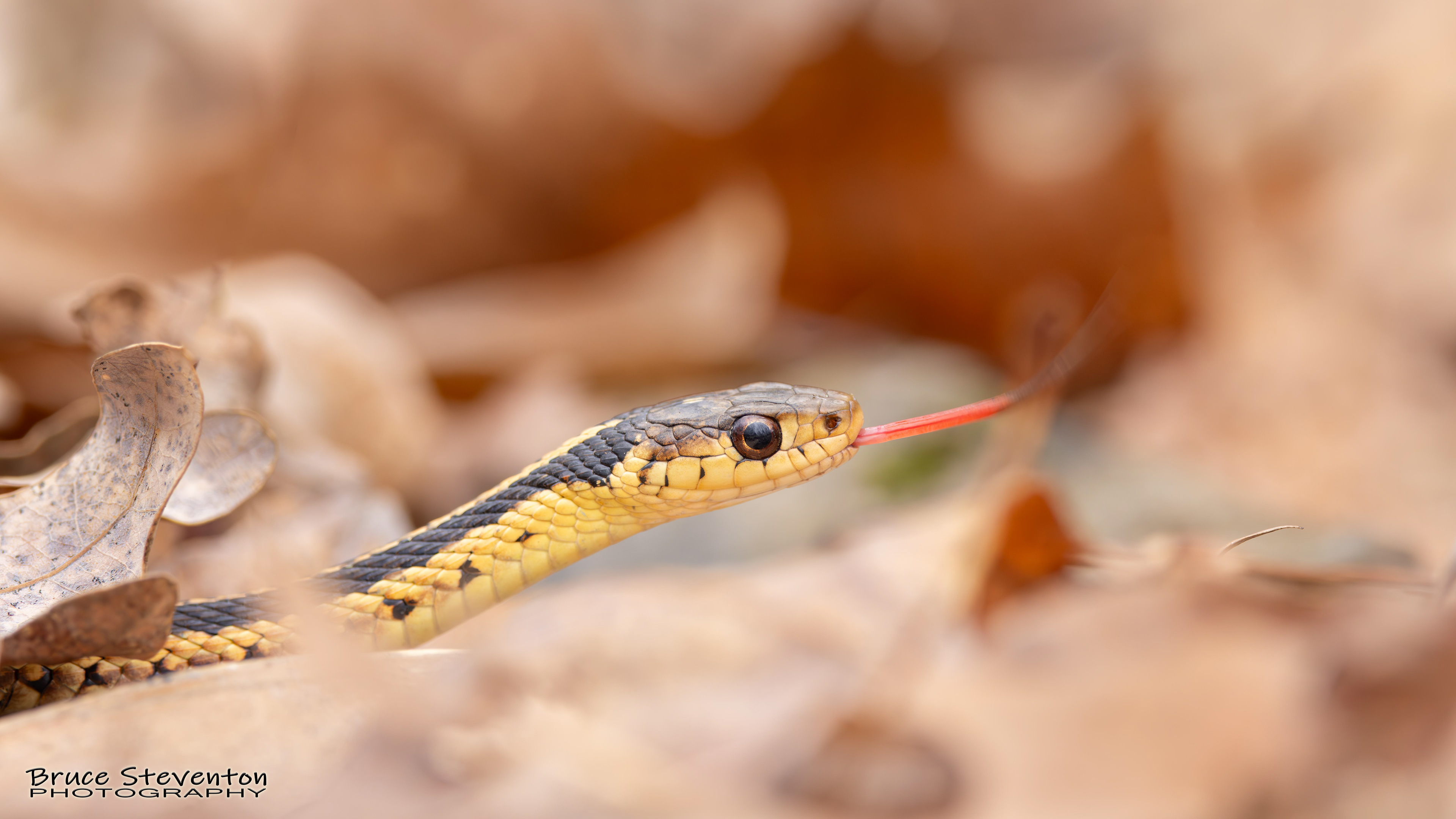 Garter Snake - Addison, VT
