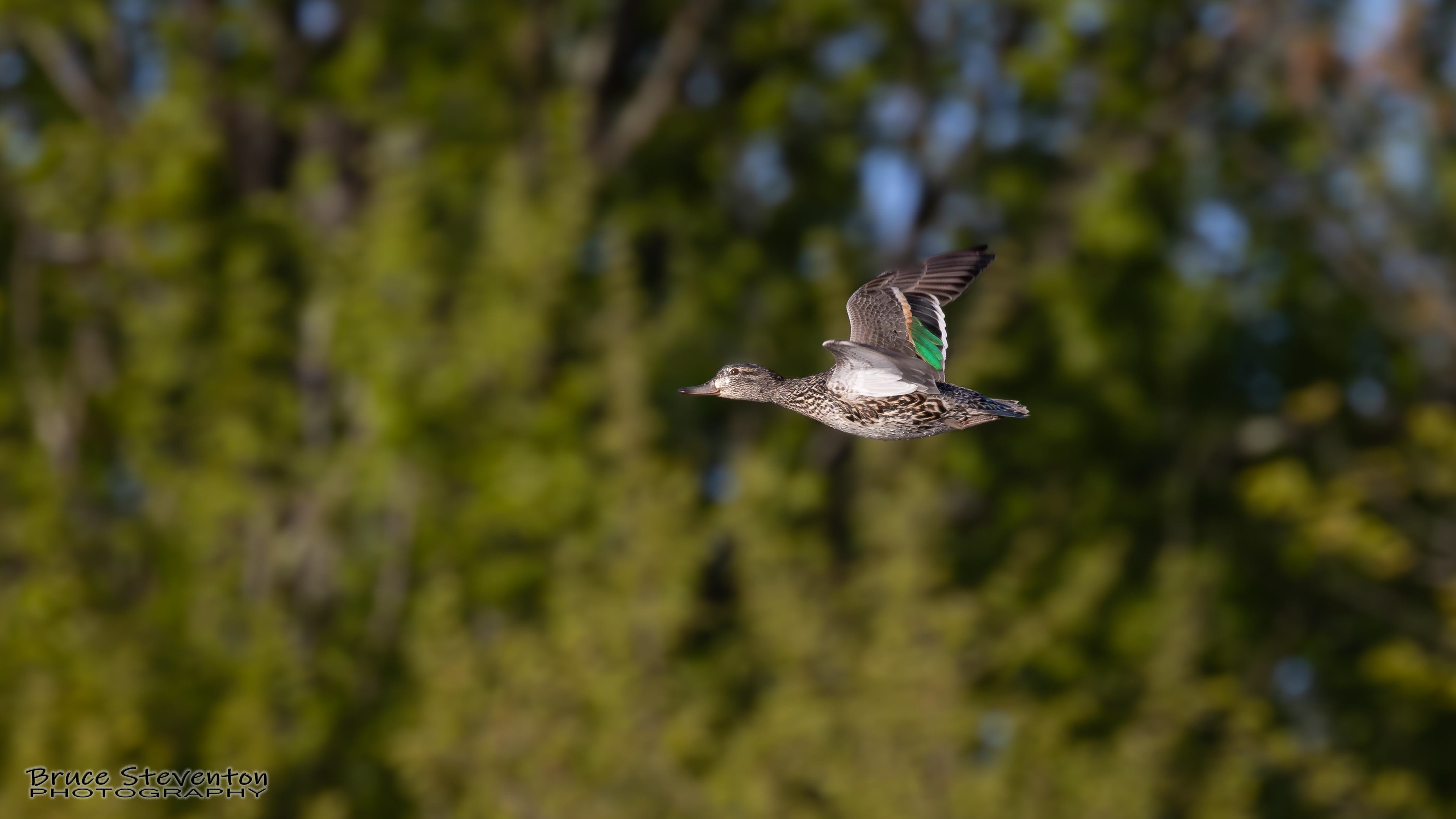 Green-winged Teal - Shoreham, VT