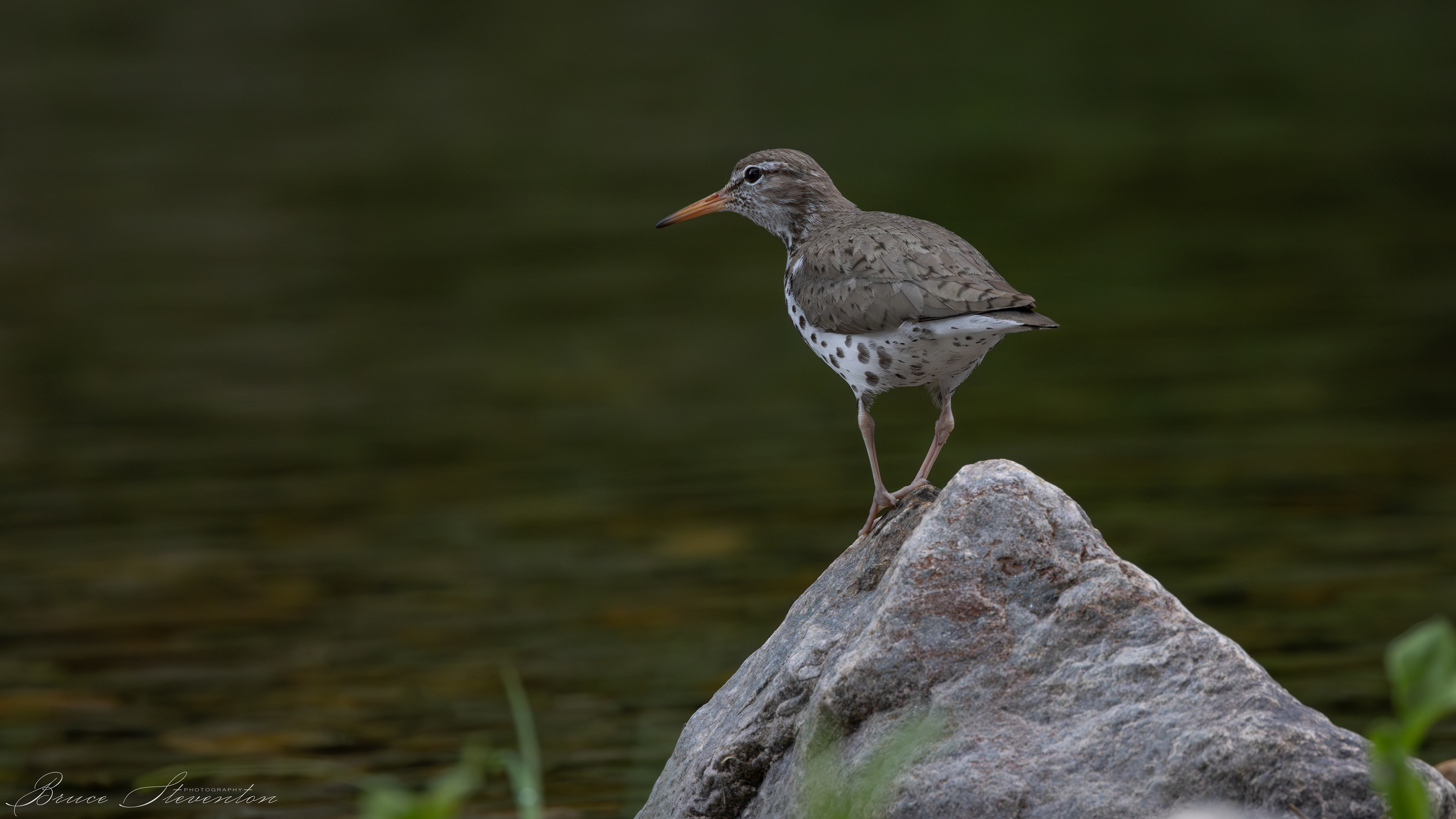 Spotted Sandpiper