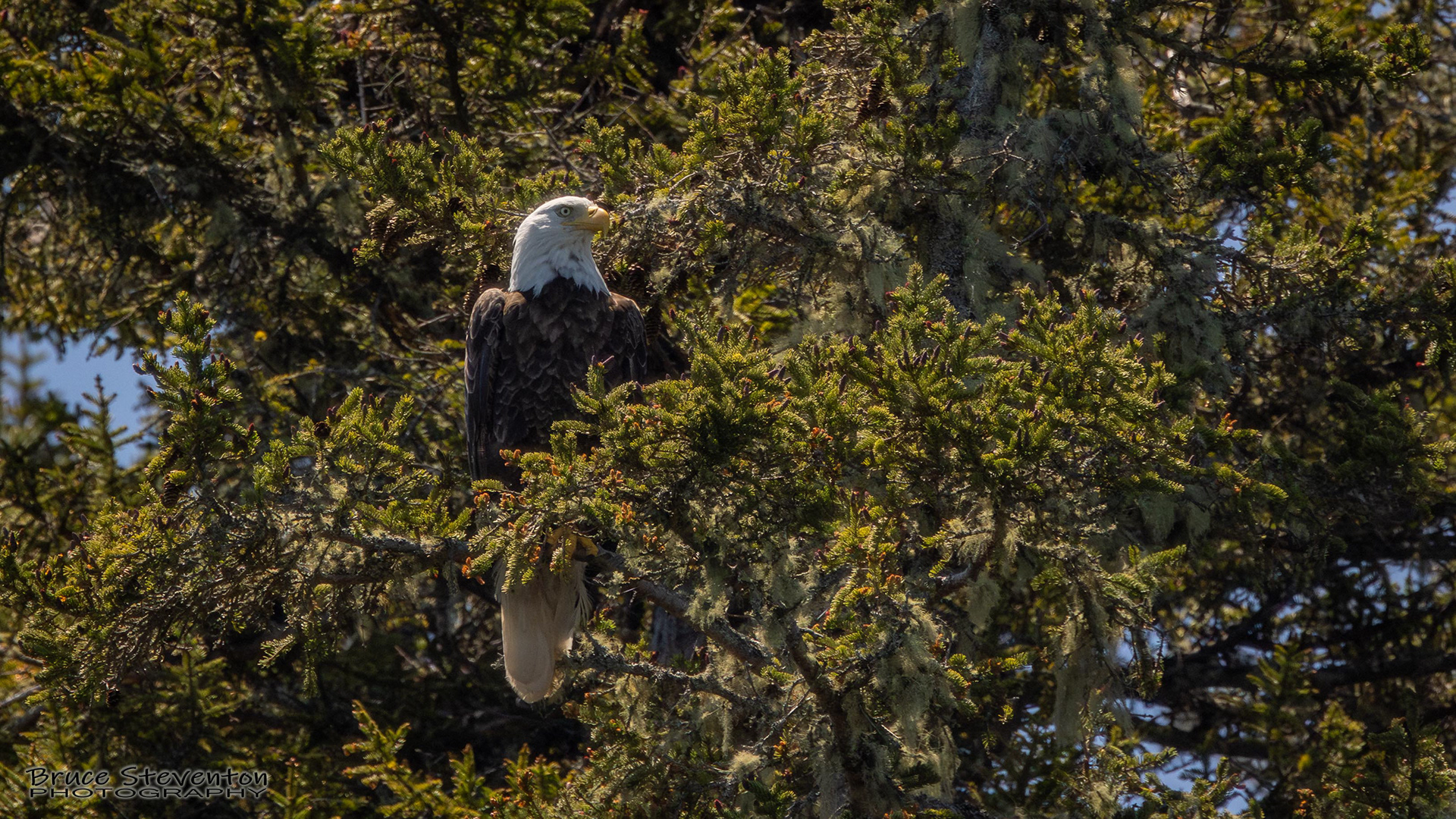 Bald Eagle