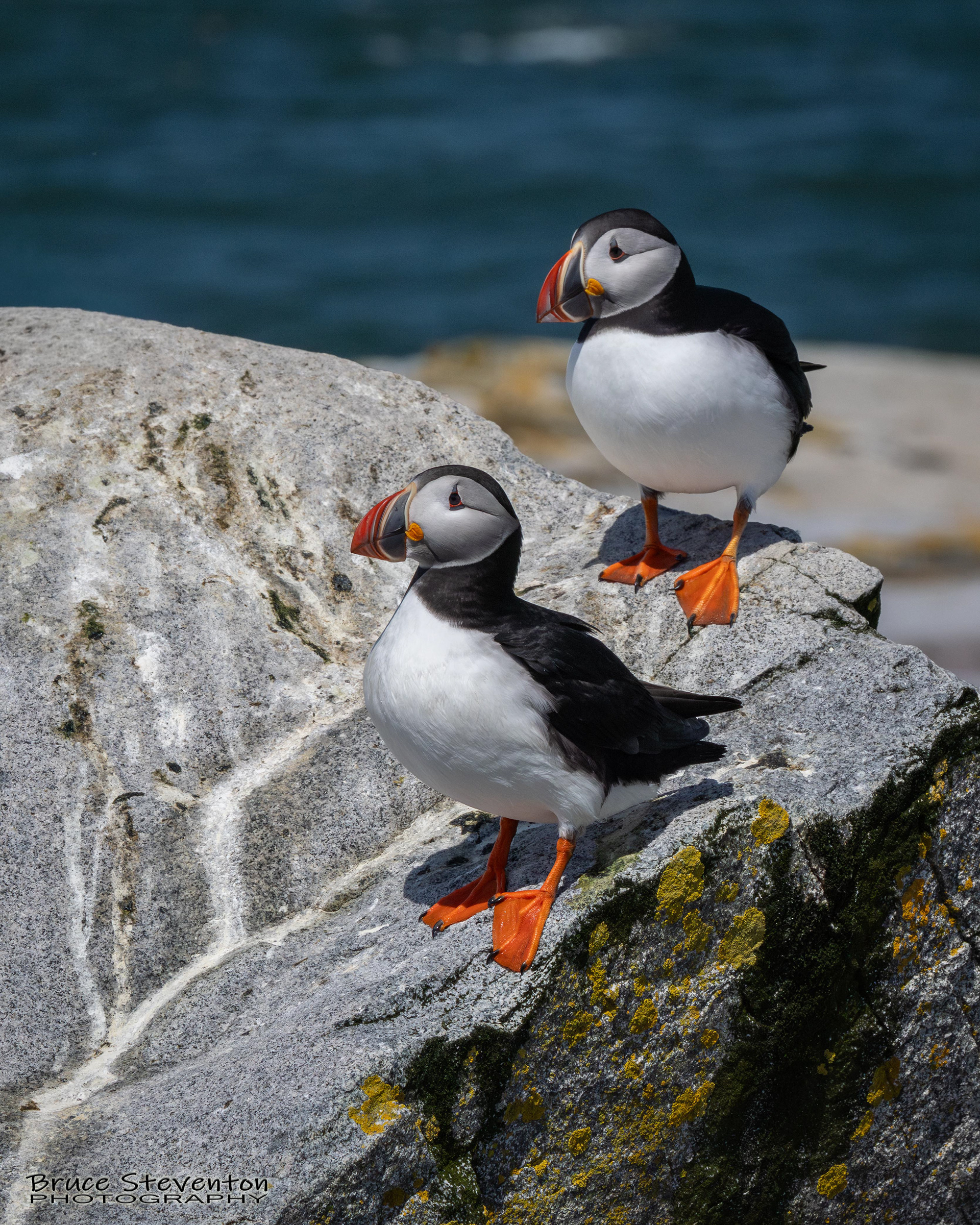 Atlantic Puffin