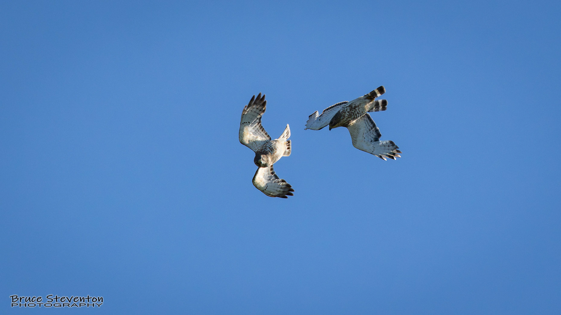 Broad-winged Hawk