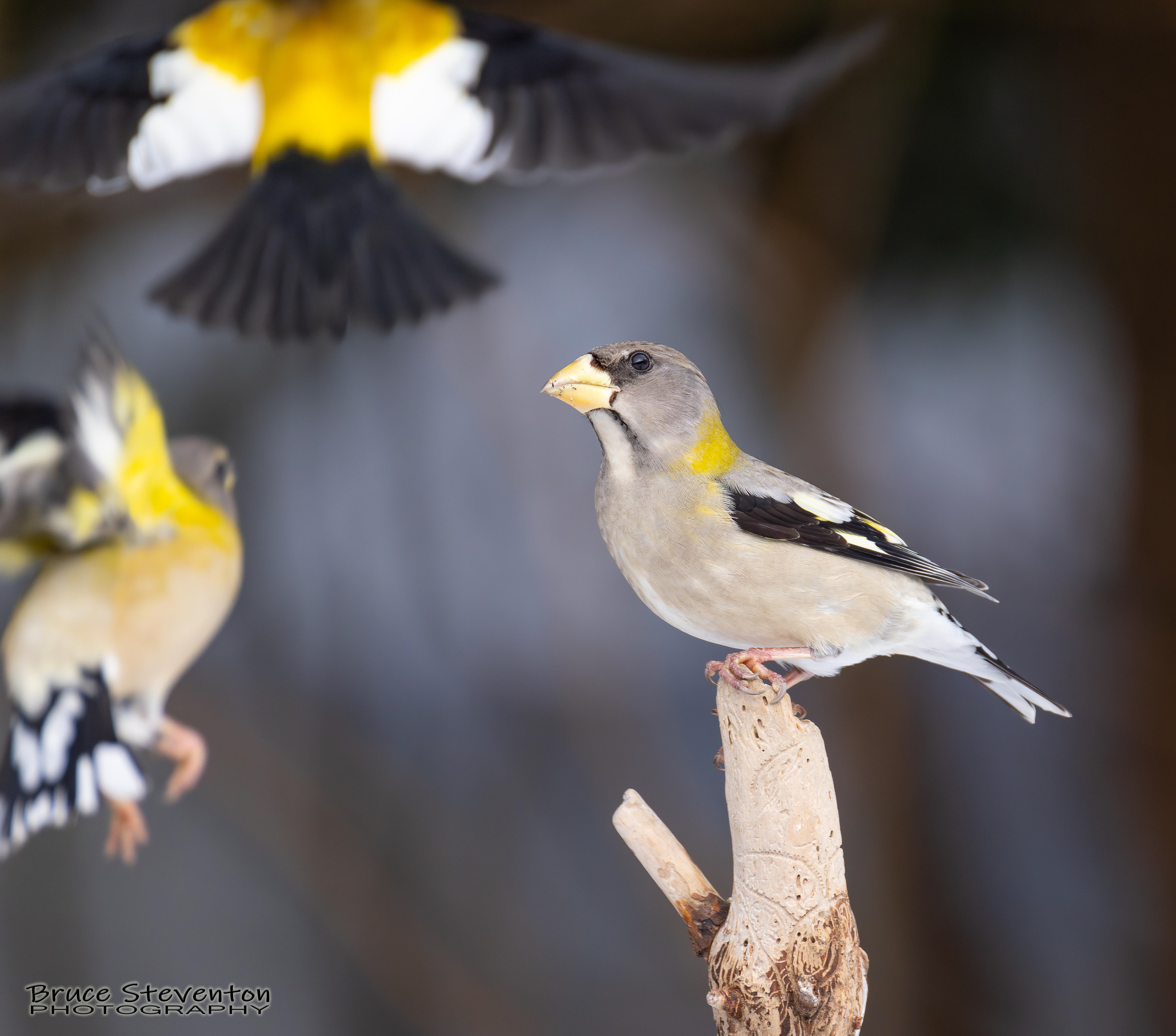 Evening Grosbeak