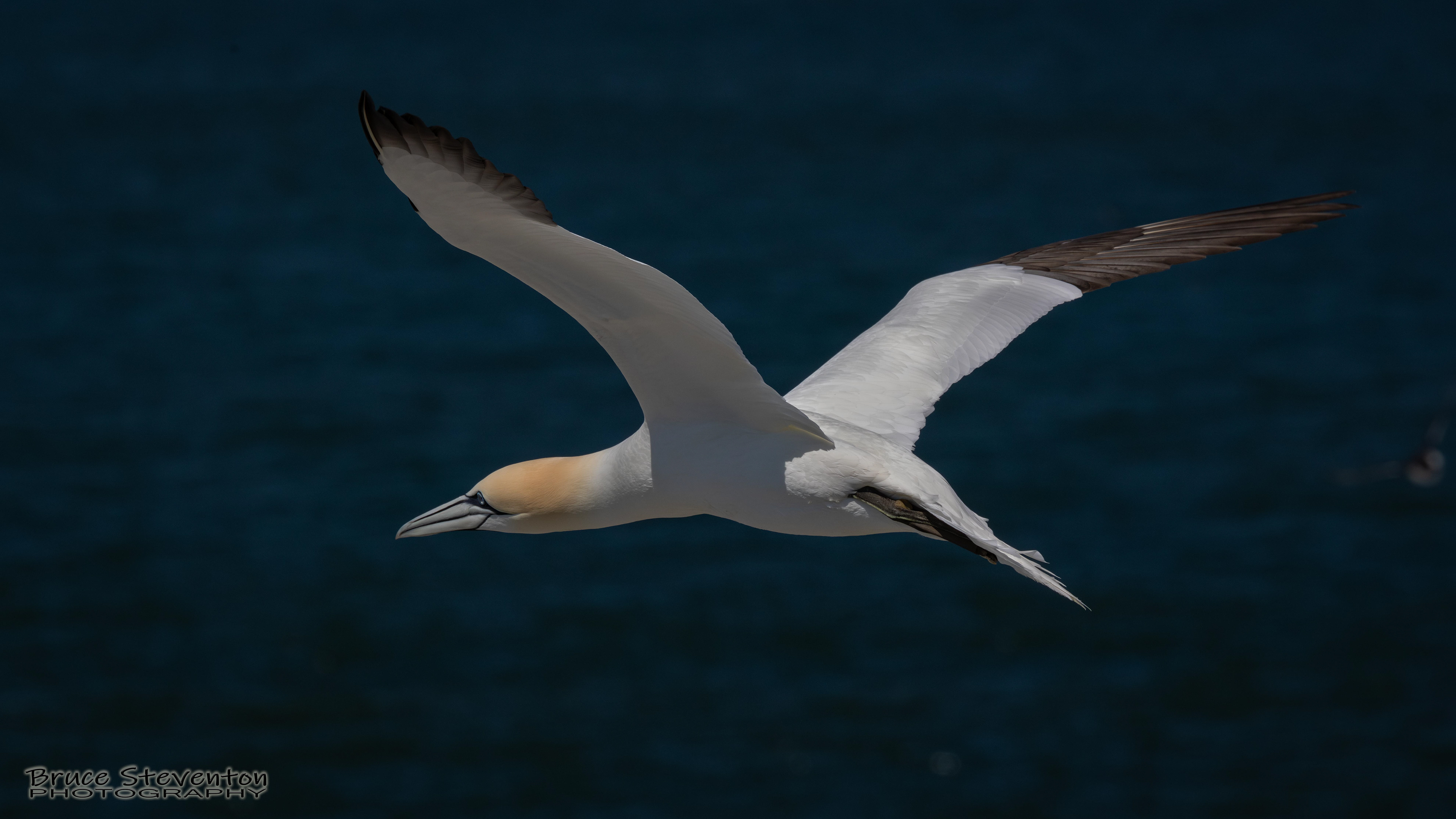 Northern Gannet