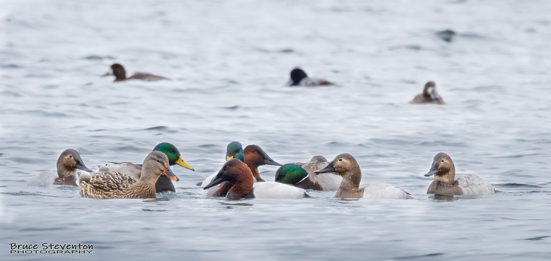 Lots of Ducks - Grand Isle, VT