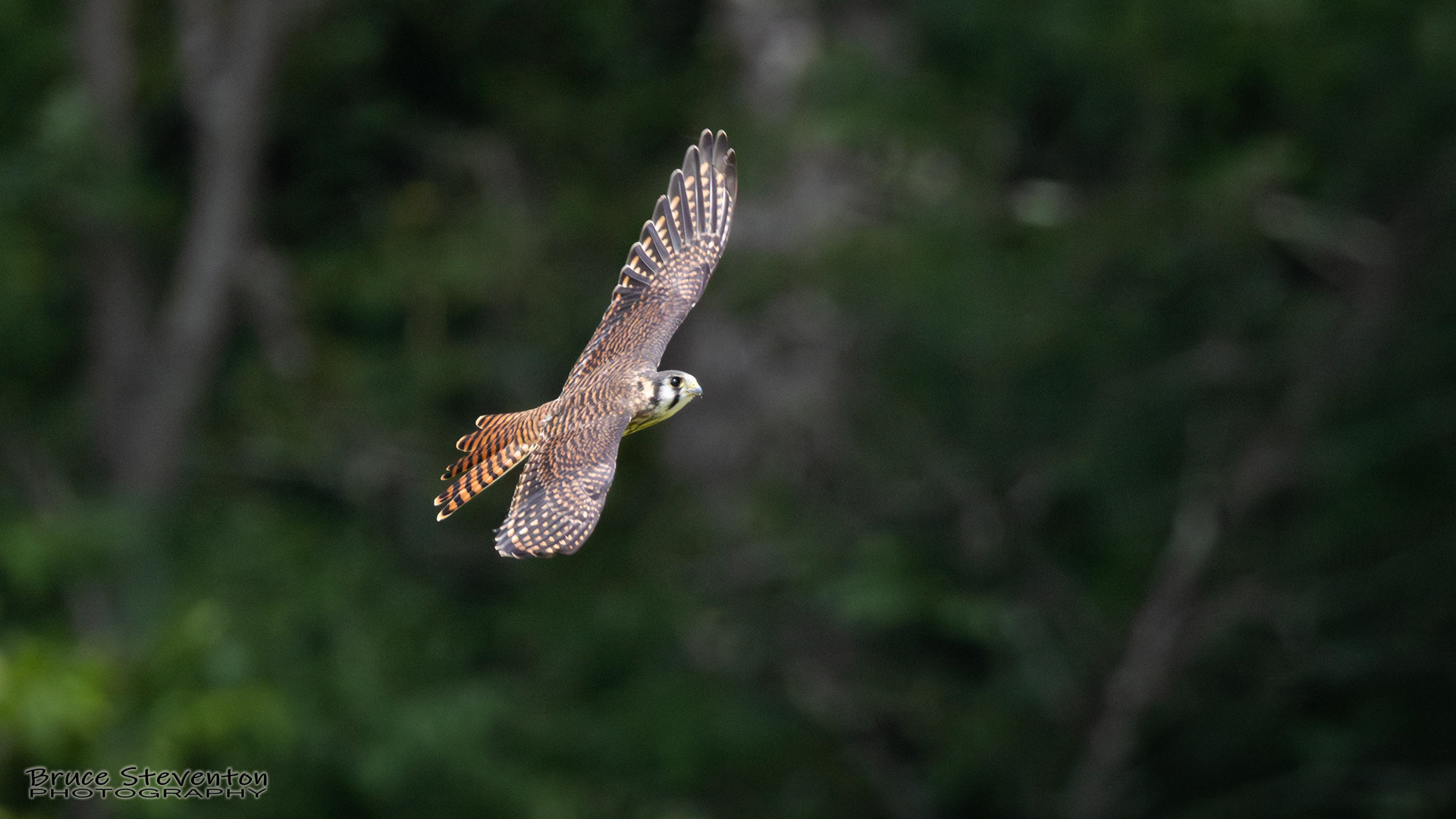 American Kestrel