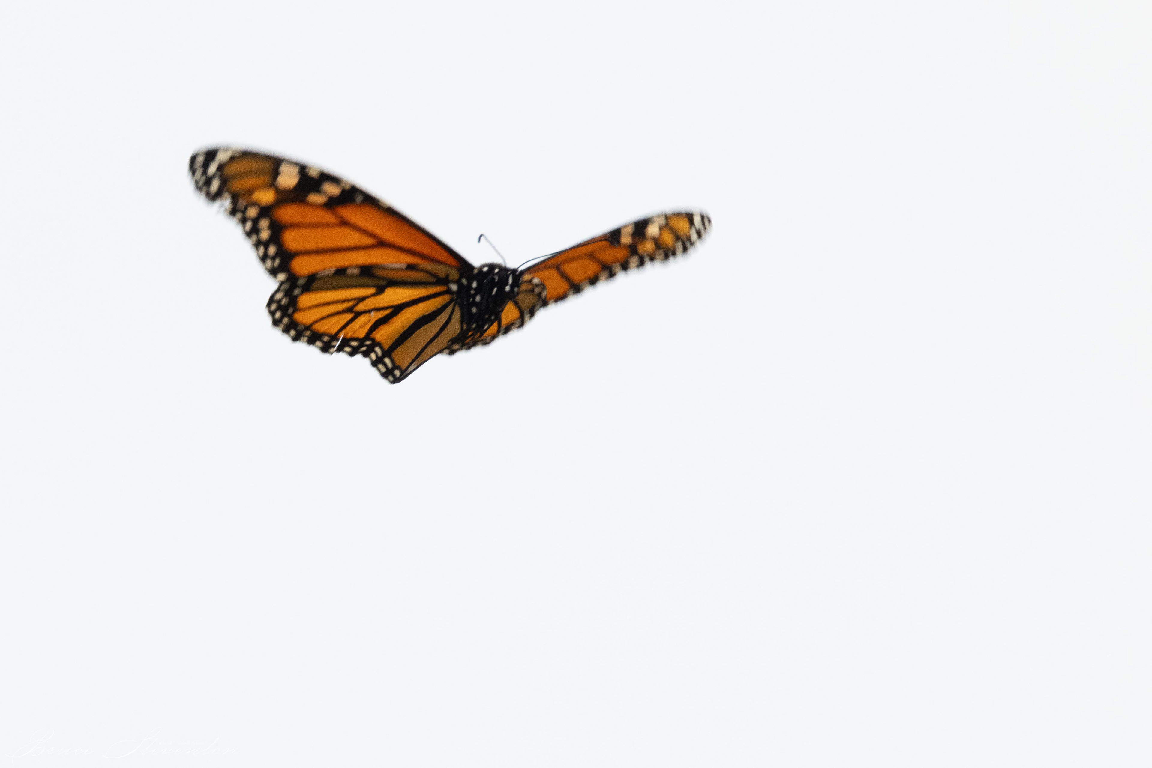 Monarch Butterfly