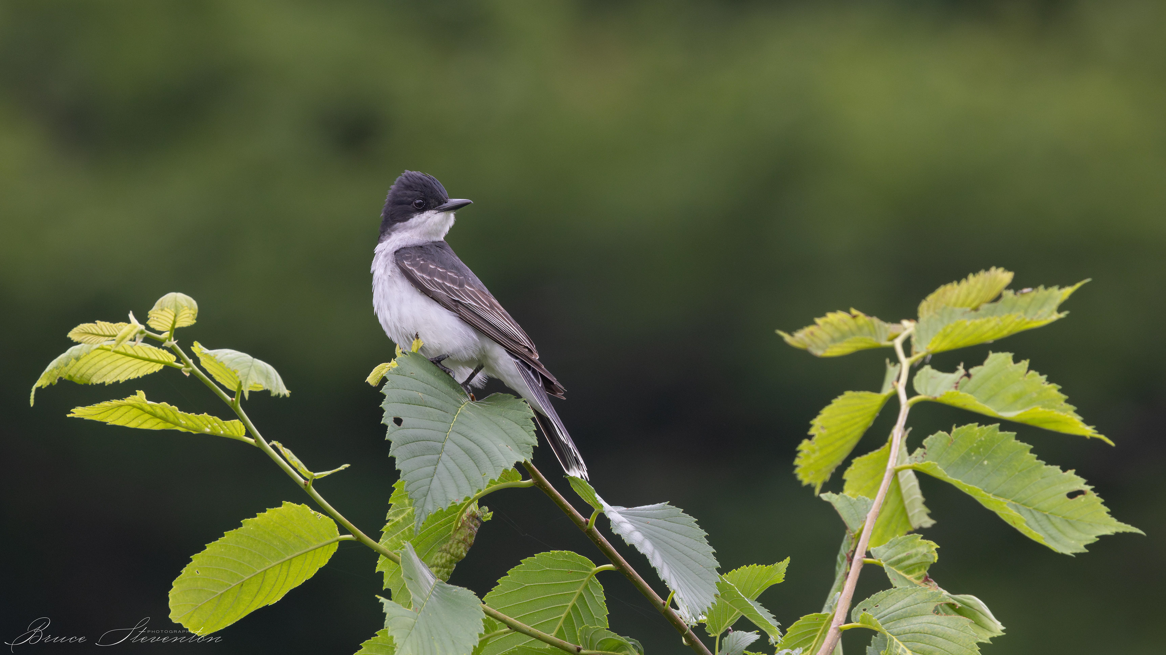 Eastern Kingbird waiting for an insect to fly past