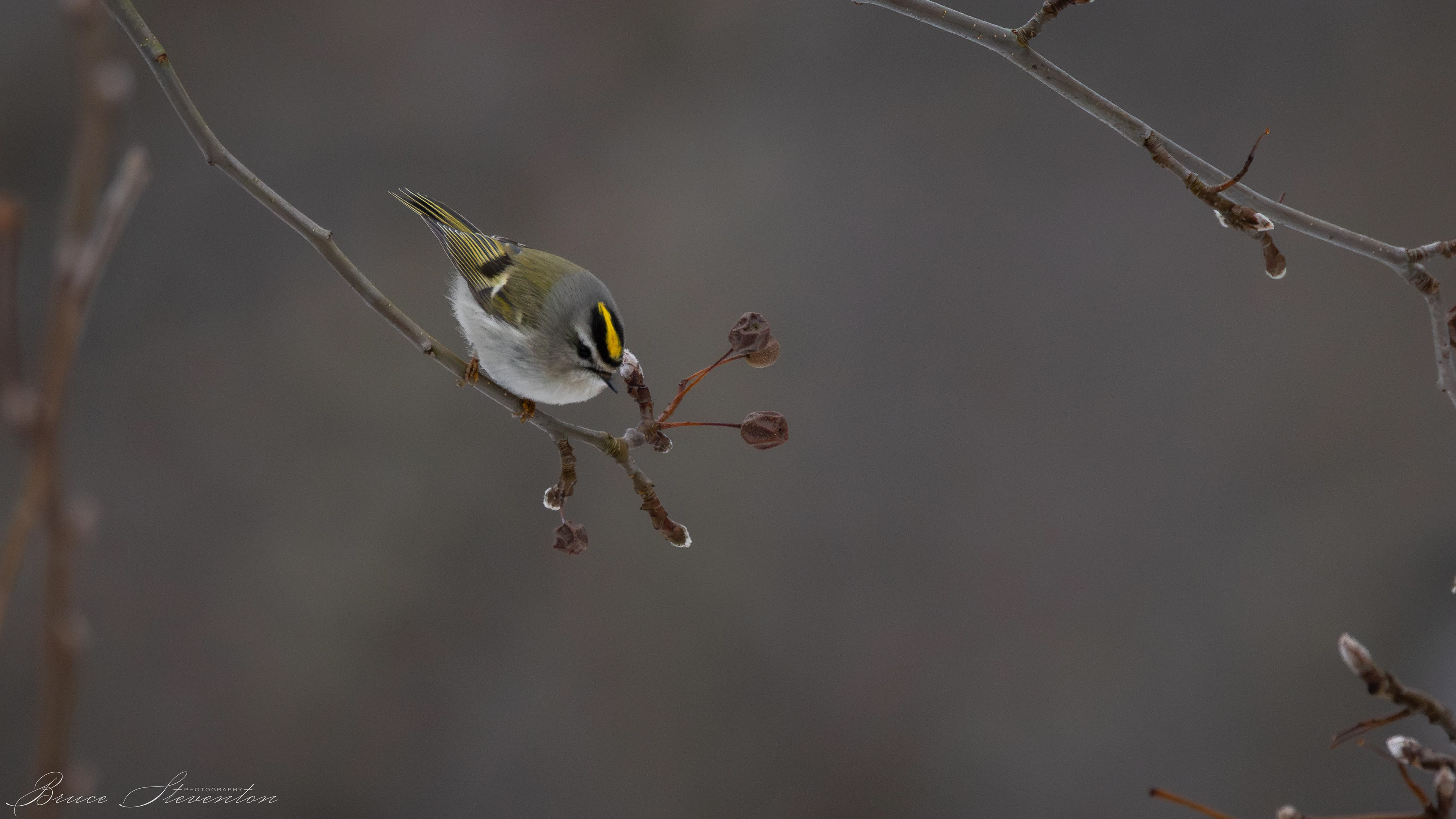 Golden-crowned Kinglet - Looking to see what the waxwing was eating...