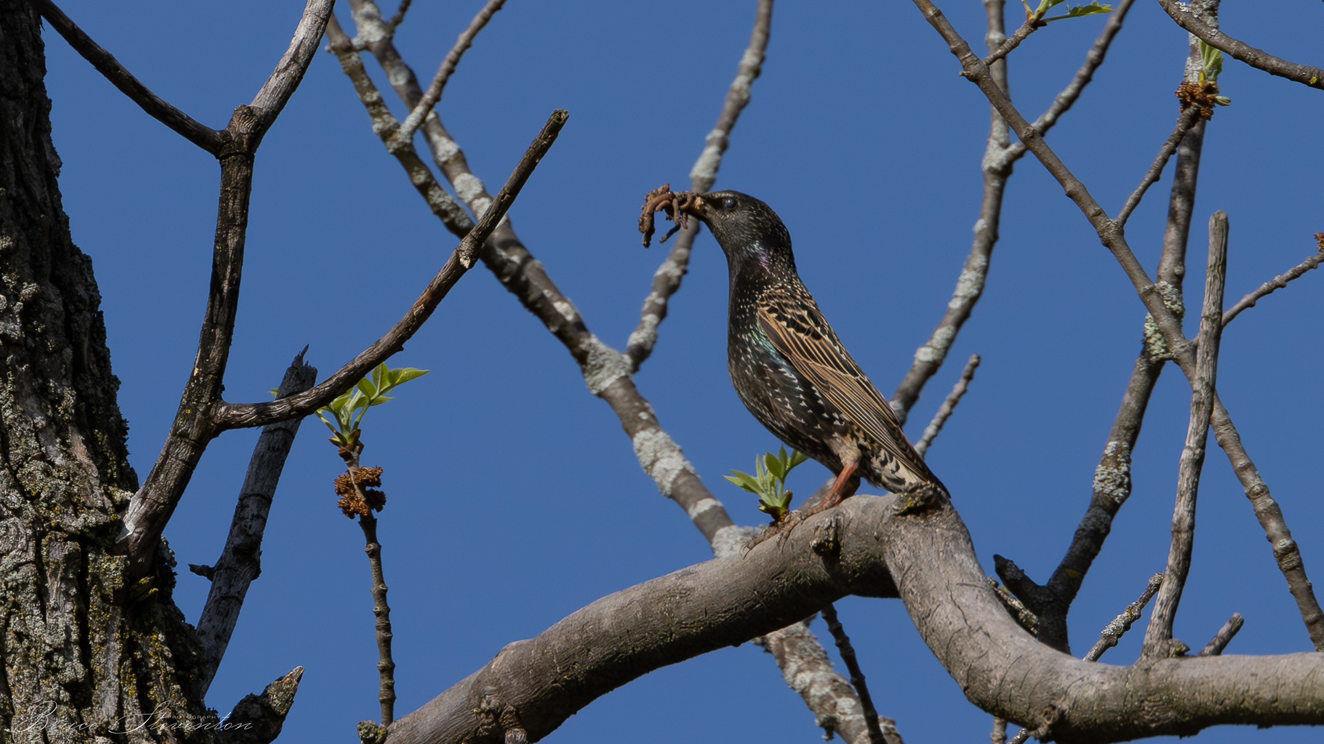 European Starling; back from shopping at the worm store