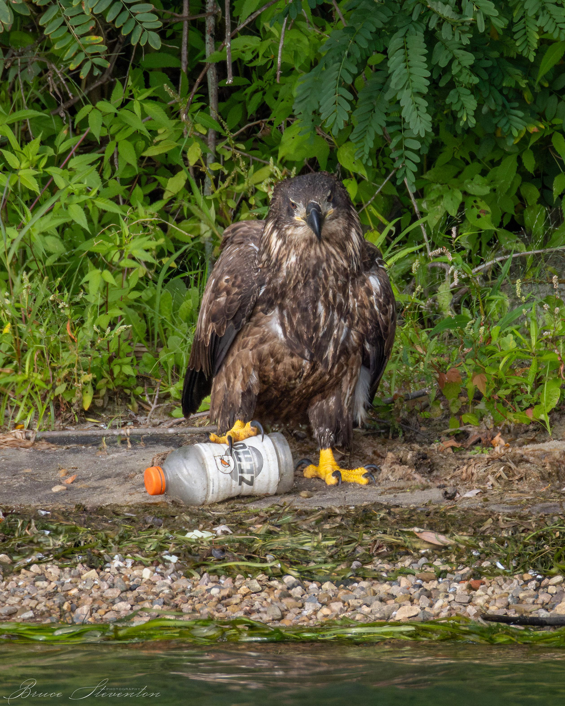 Bald Eagle, Immature