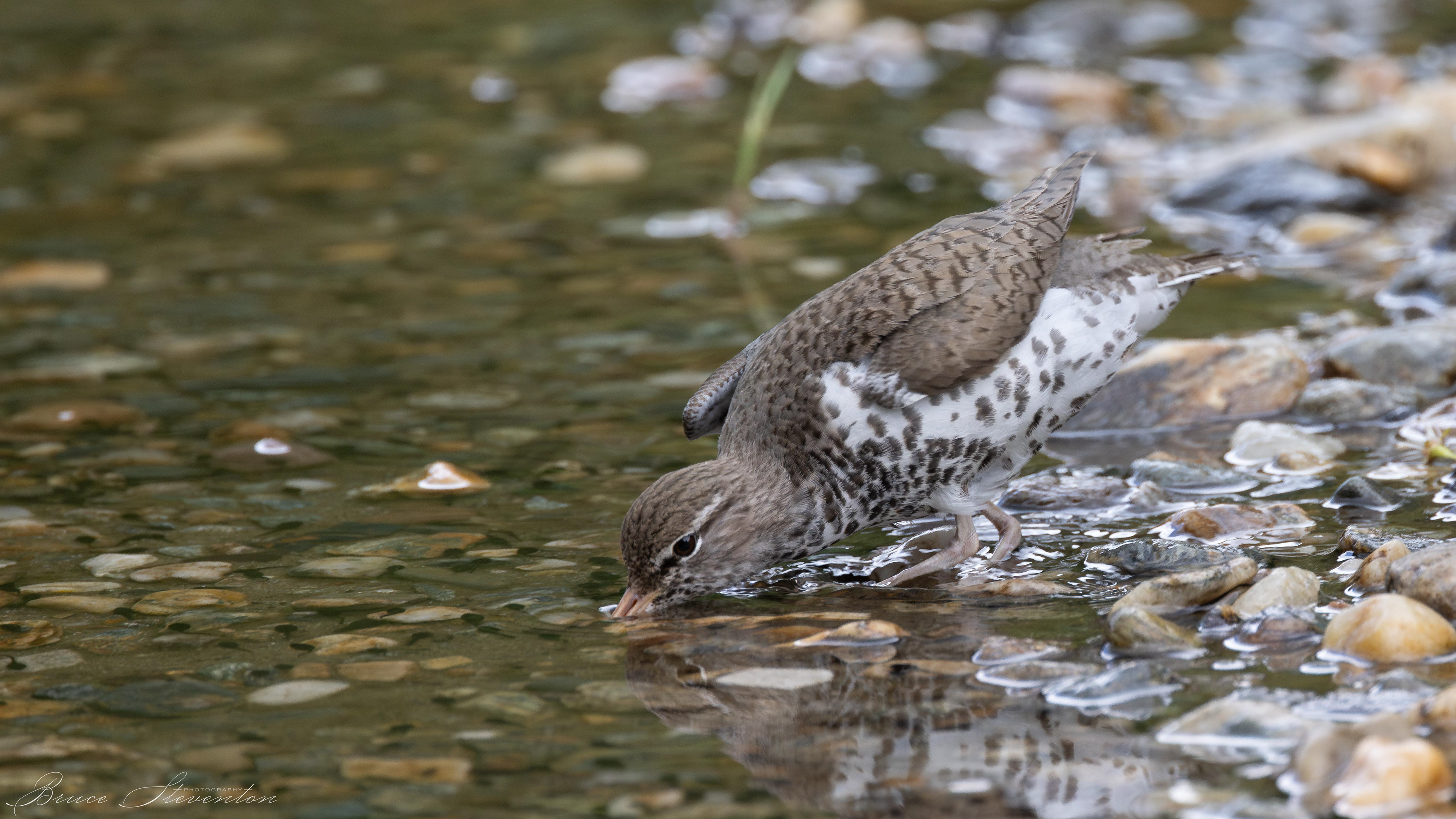 Spotted Sandpiper hunting in shallow water