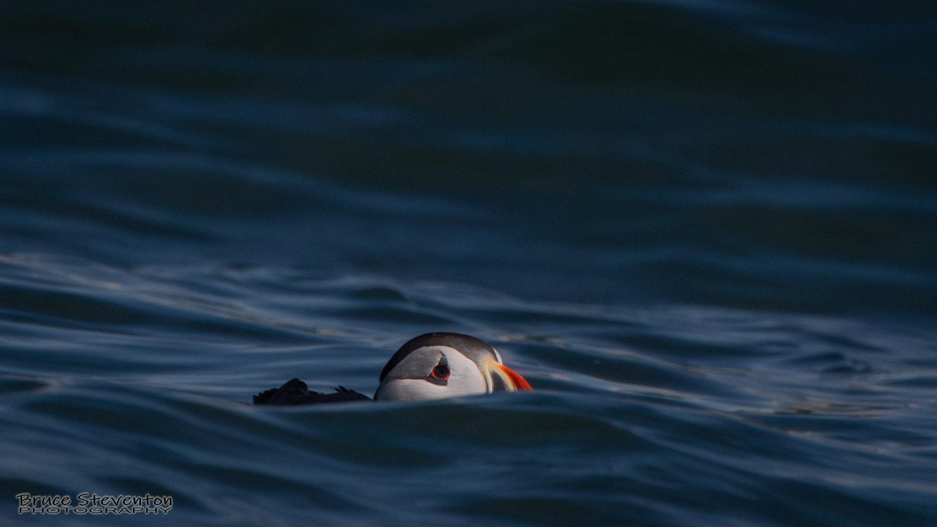 Atlantic Puffin