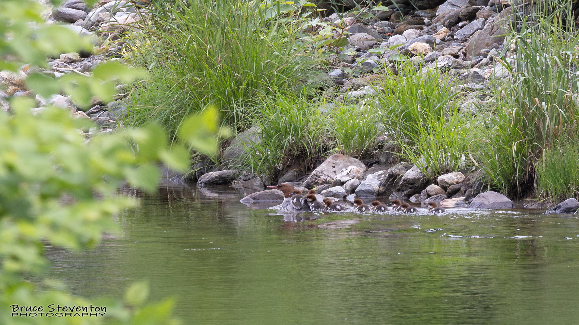 Common Merganser (F) - Rochester, VT