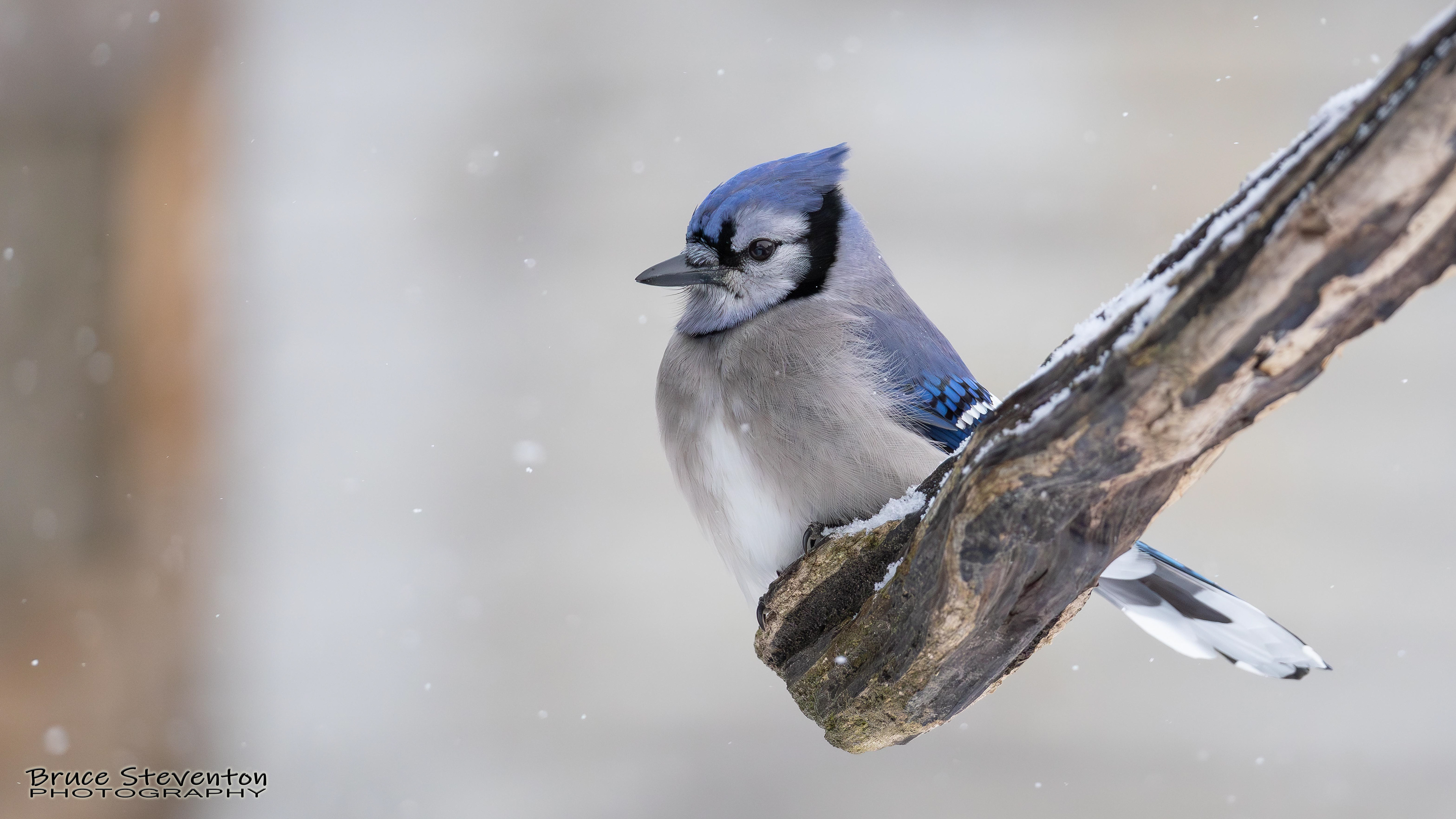 Blue Jay