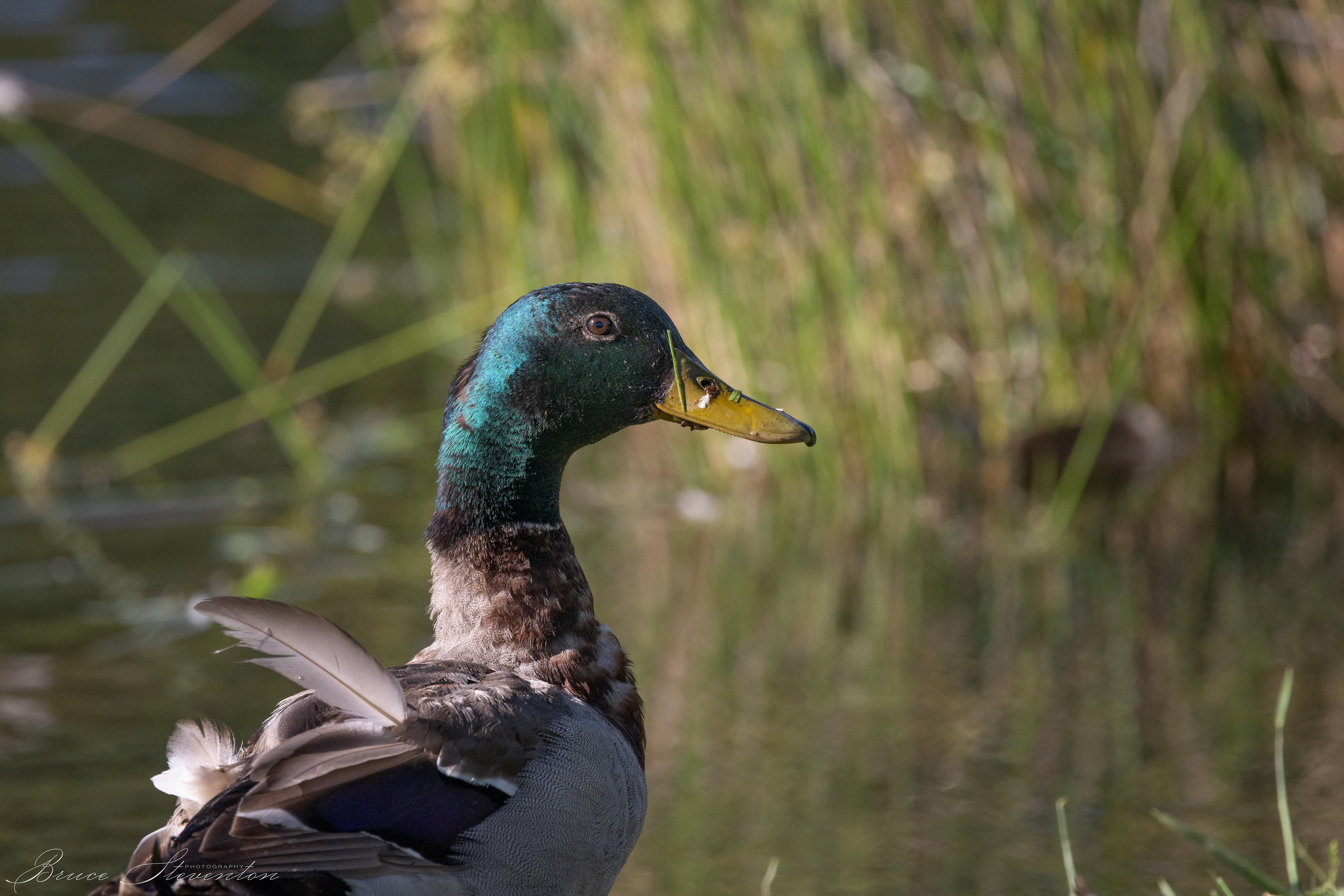 Mallard Duck - Charles D Owen Park