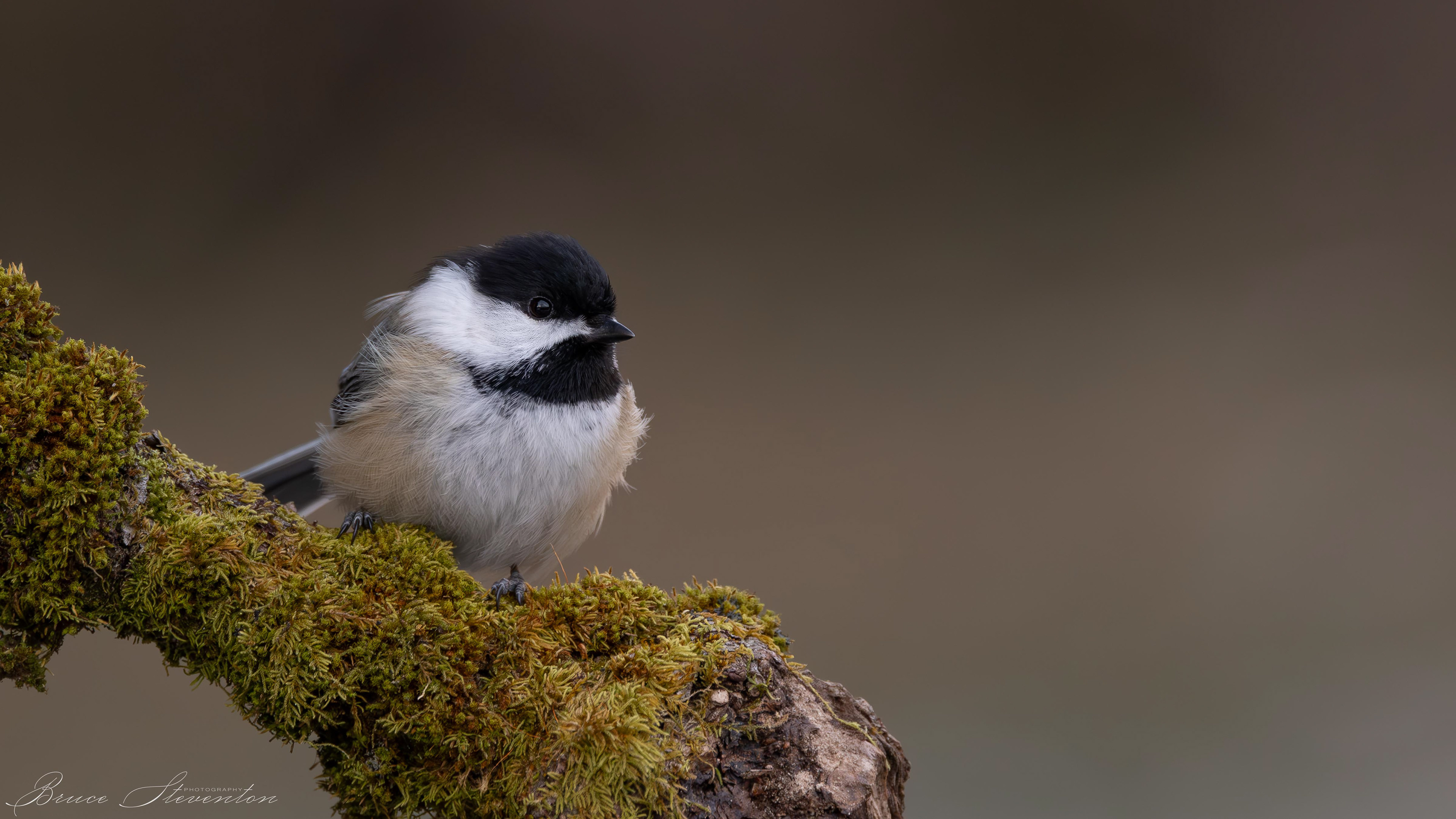 Black-capped Chickadee