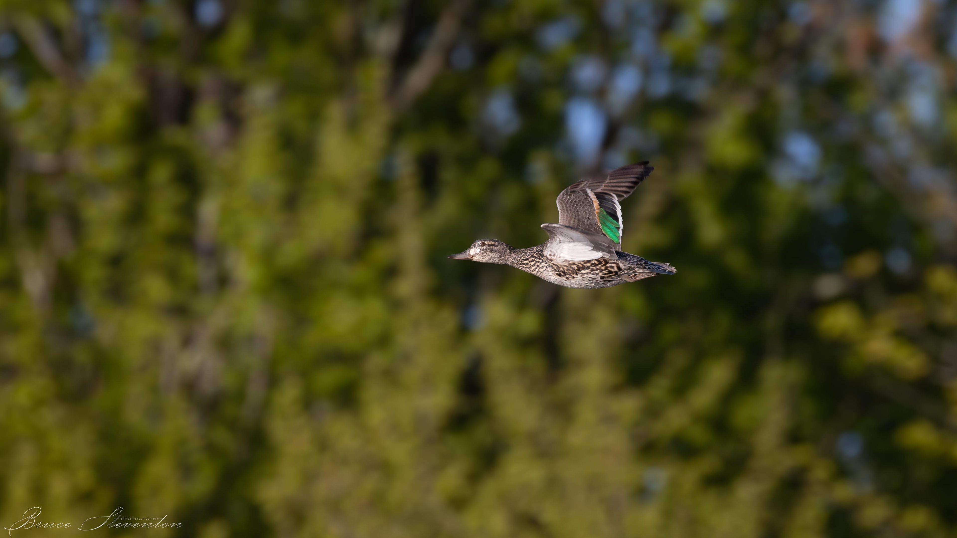 Green-winged Teal (F)